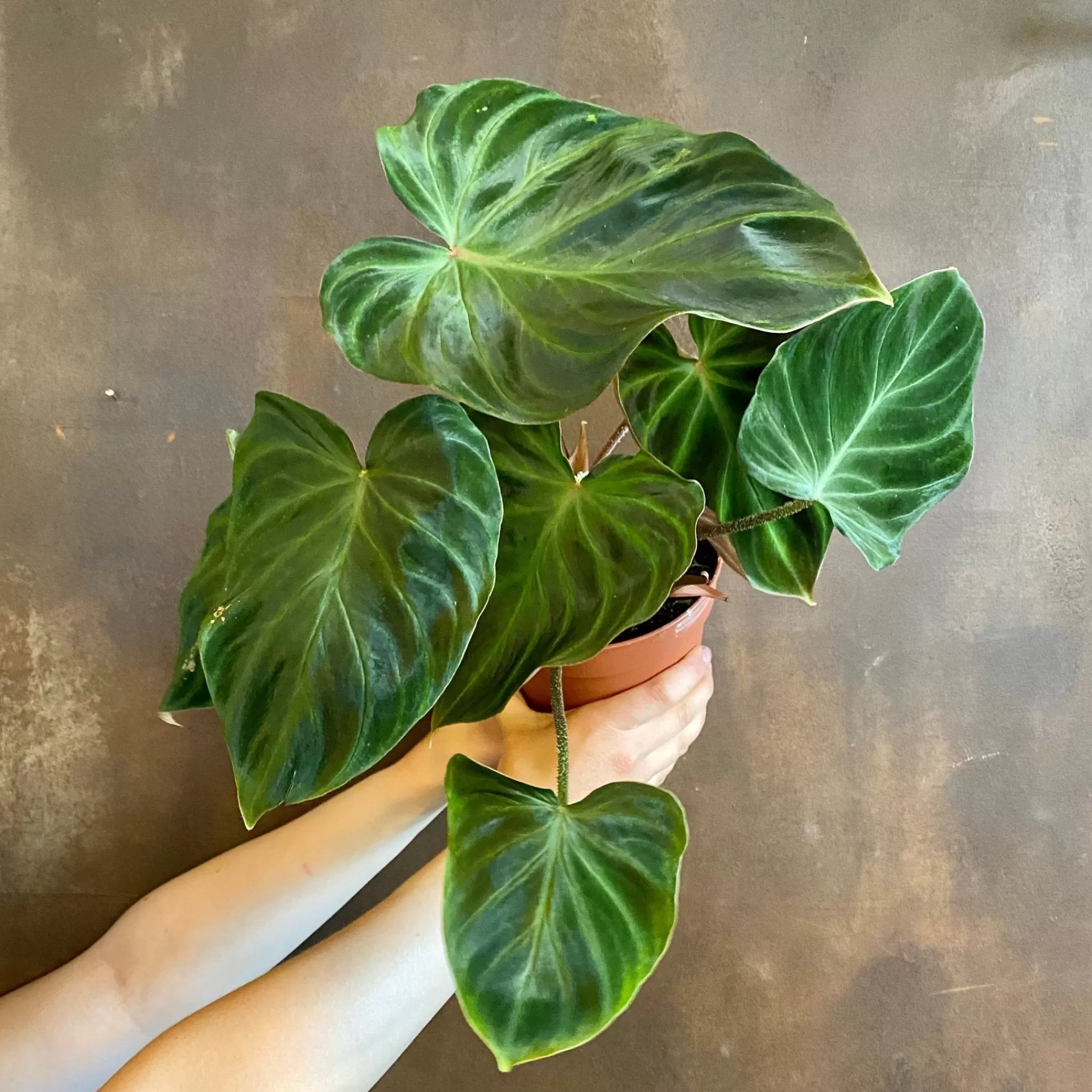 grow urban Philodendron Verrucosum 'Incensi'- Philodendron