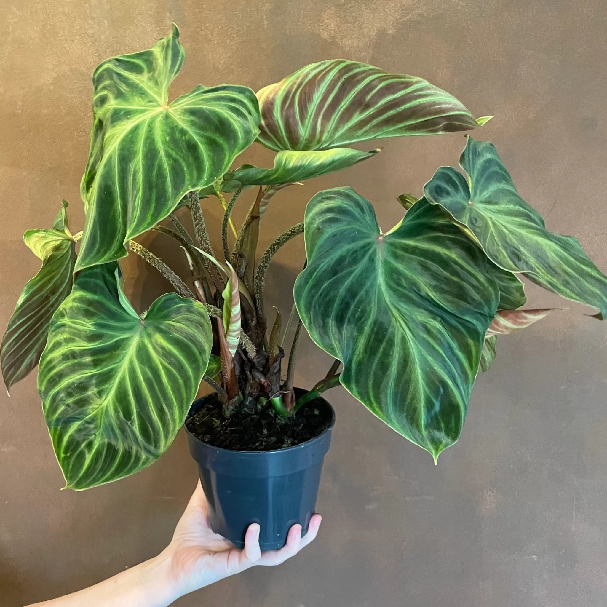 grow urban Philodendron Verrucosum 'Incensi'- Philodendron