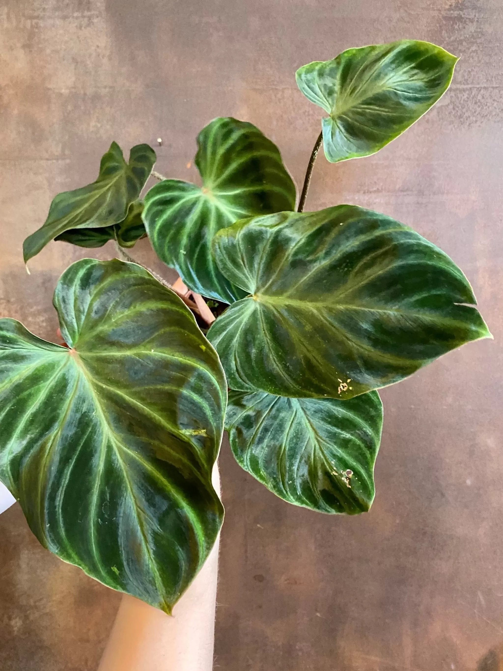 grow urban Philodendron Verrucosum 'Incensi'- Philodendron