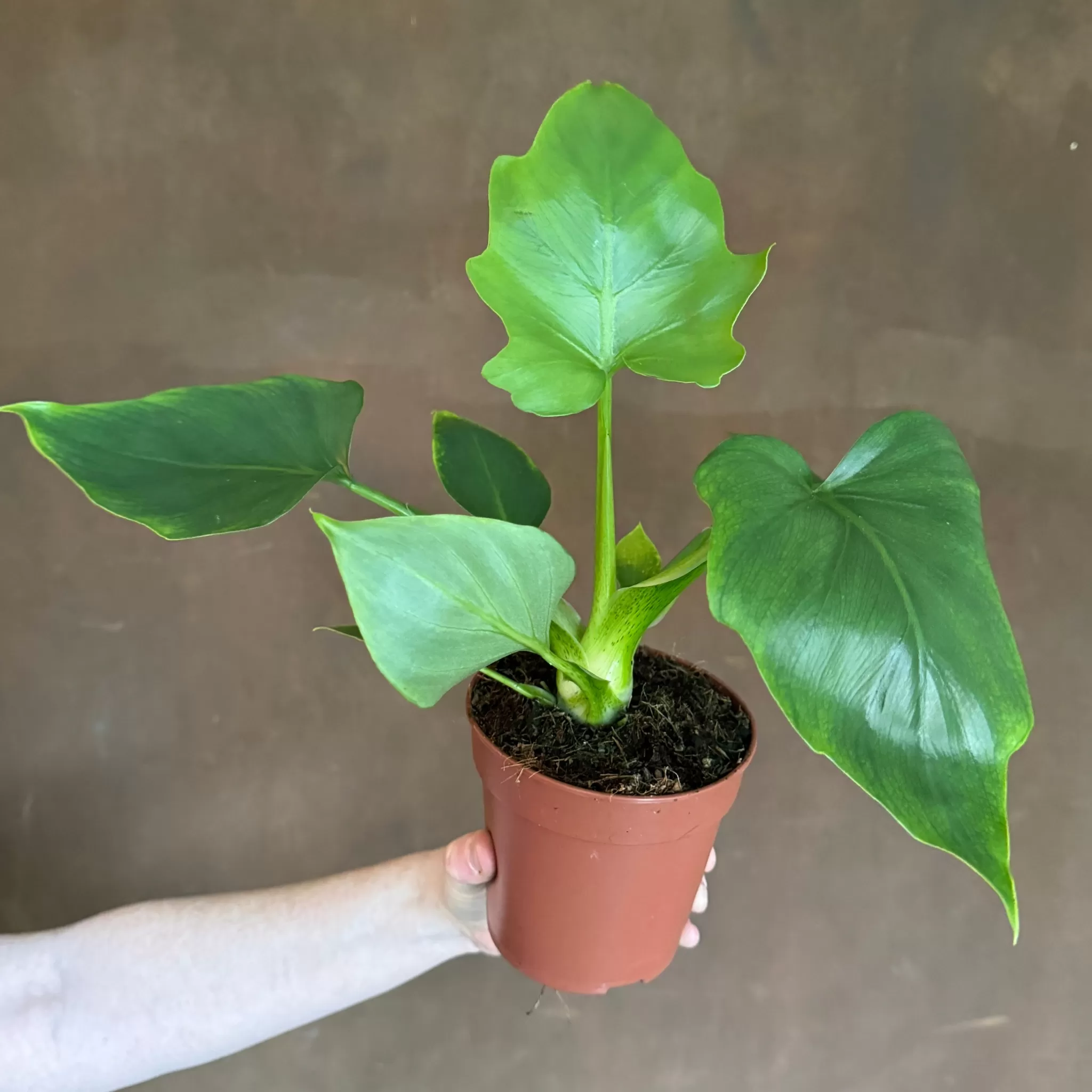 grow urban Philodendron Warscewiczii- Philodendron