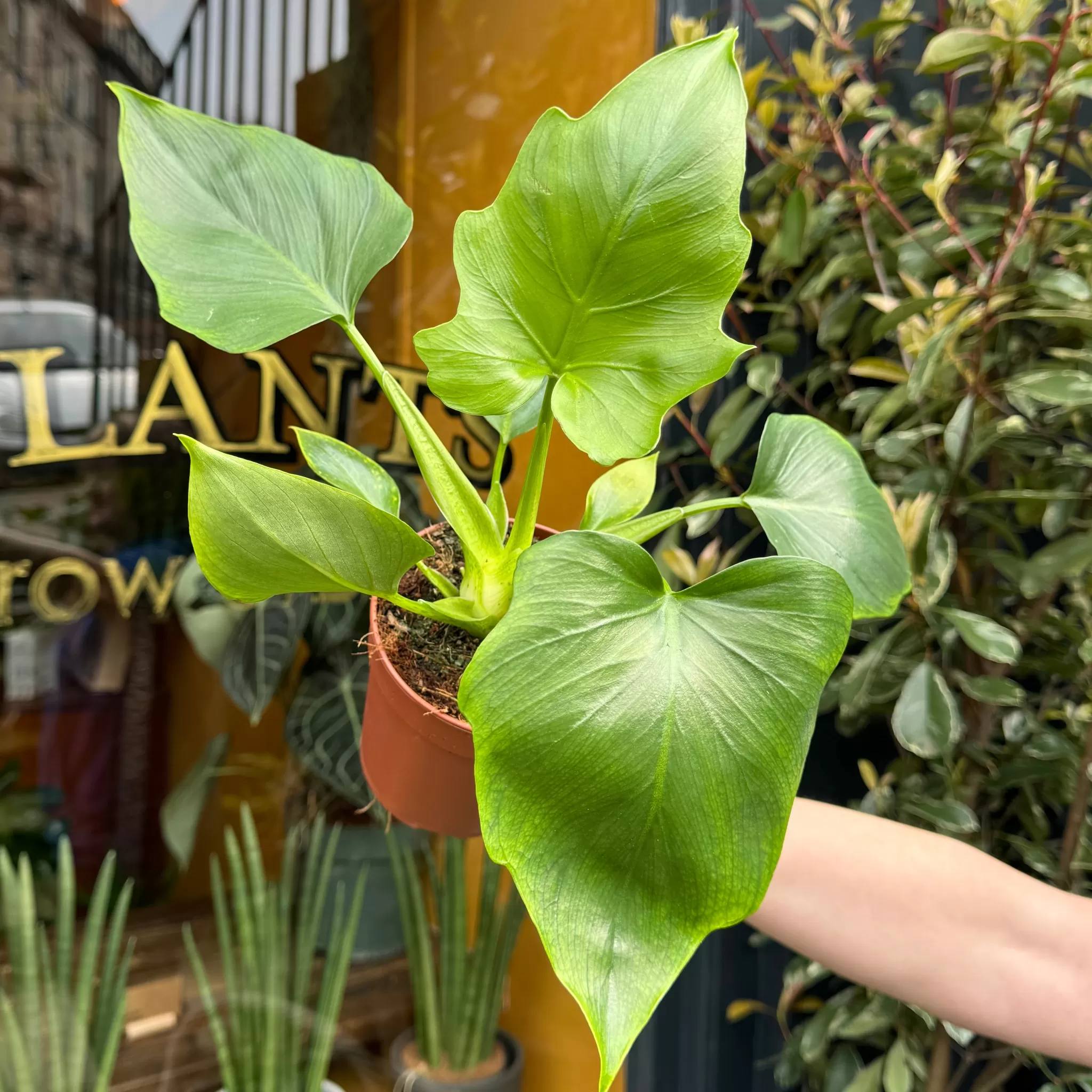 grow urban Philodendron Warscewiczii- Philodendron