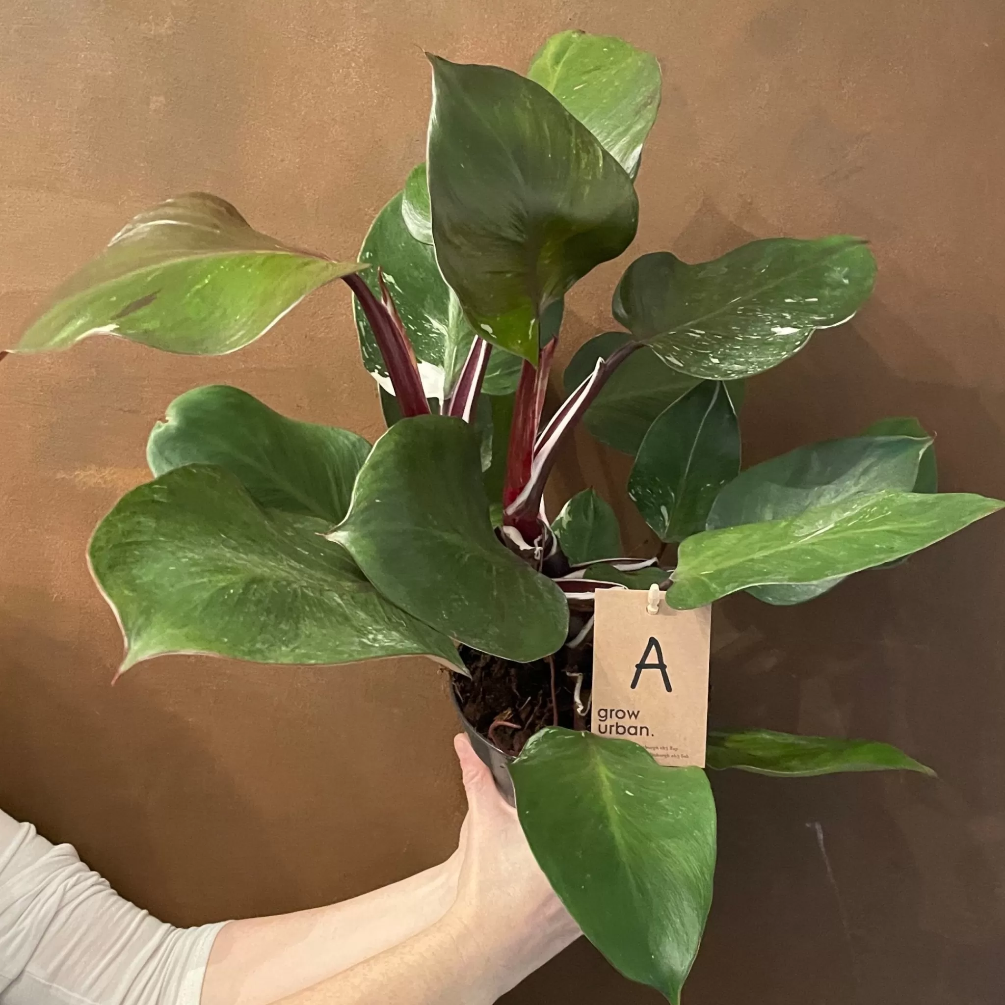 grow urban Philodendron 'White Knight'- Philodendron