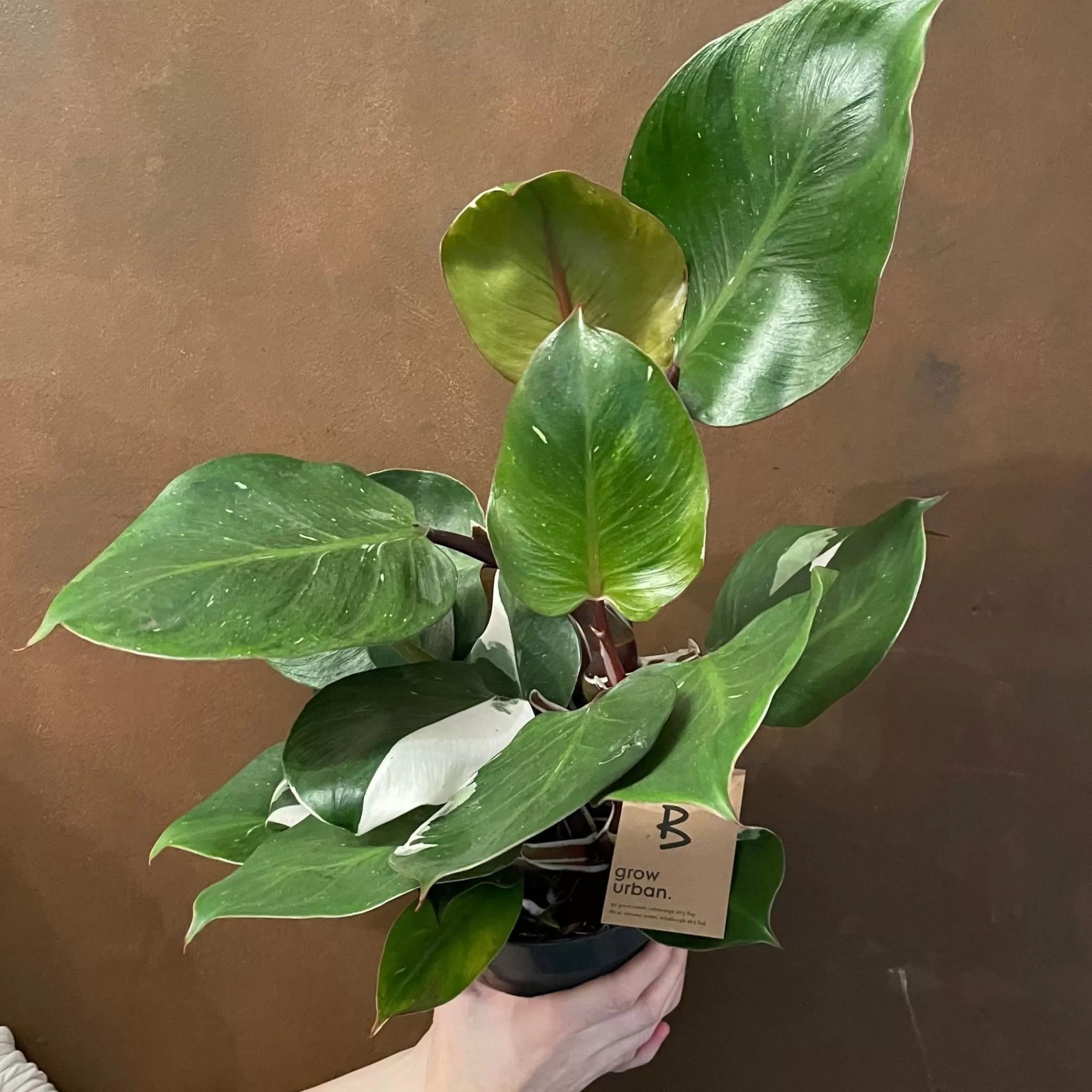 grow urban Philodendron 'White Knight'- Philodendron