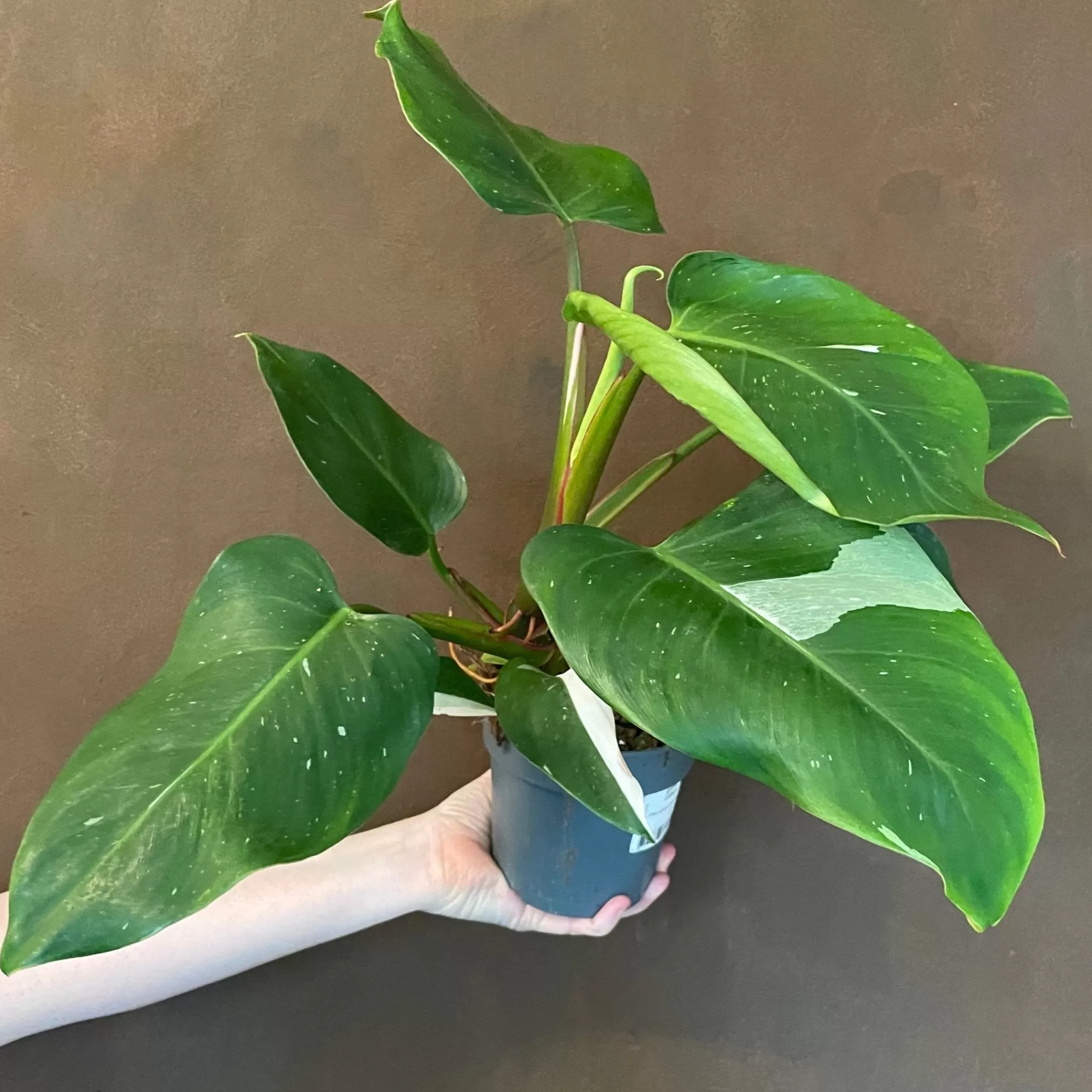 grow urban Philodendron ‘White Princess’ (12cm Pot)- Philodendron