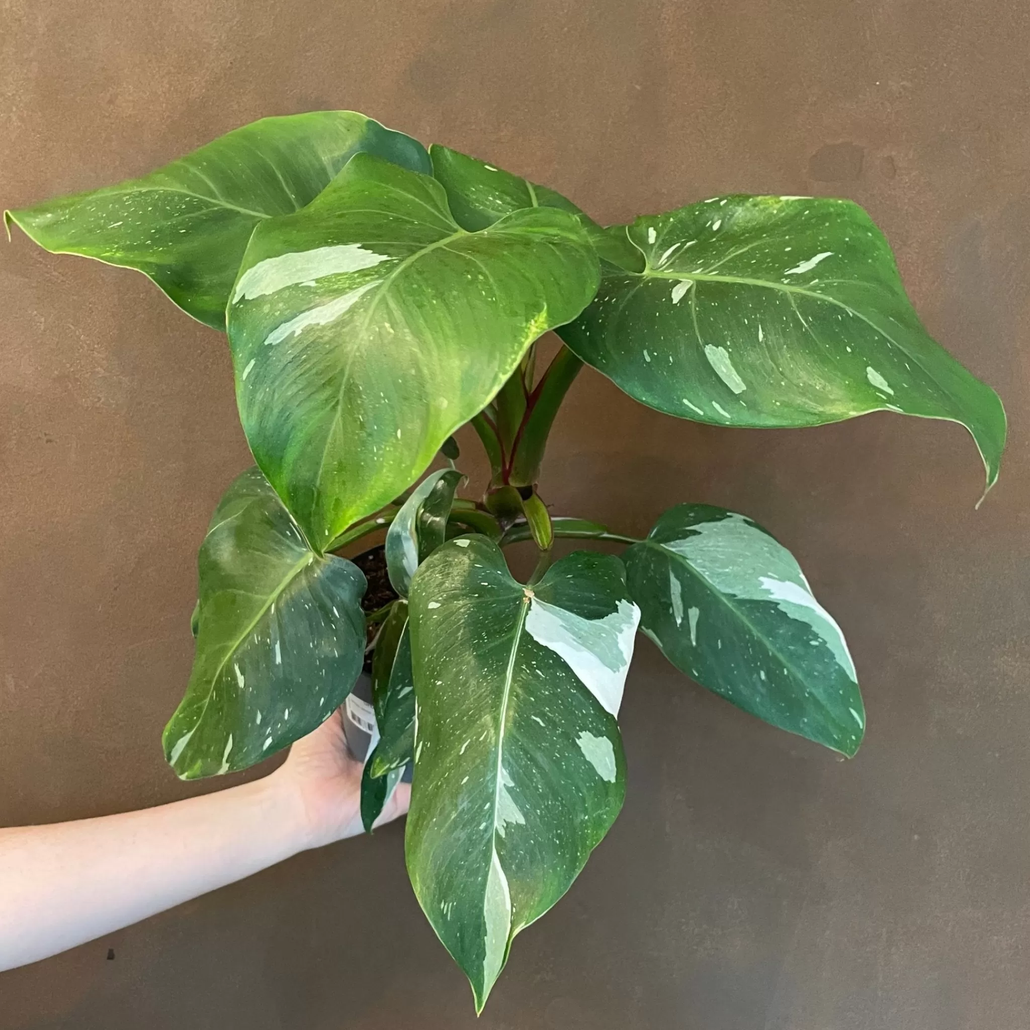 grow urban Philodendron ‘White Princess’ (12cm Pot)- Philodendron