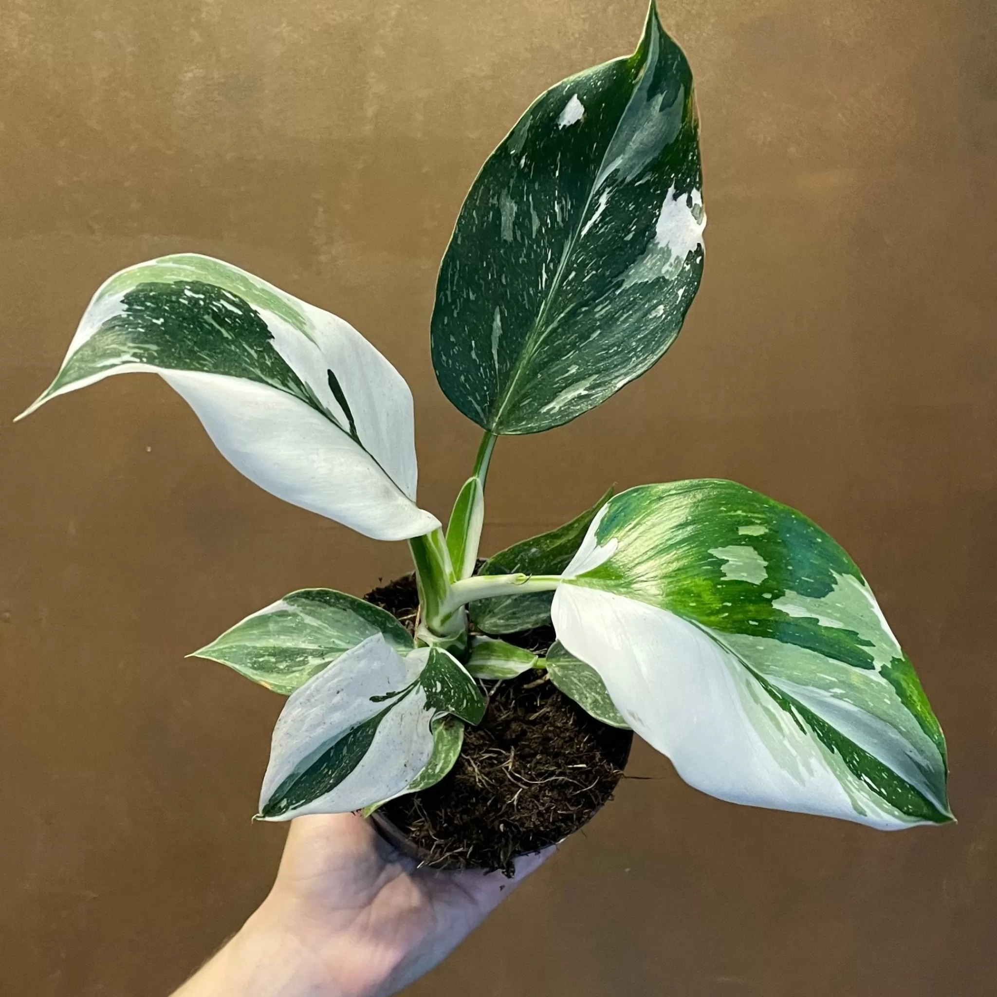 grow urban Philodendron ‘White Wizard’- Philodendron