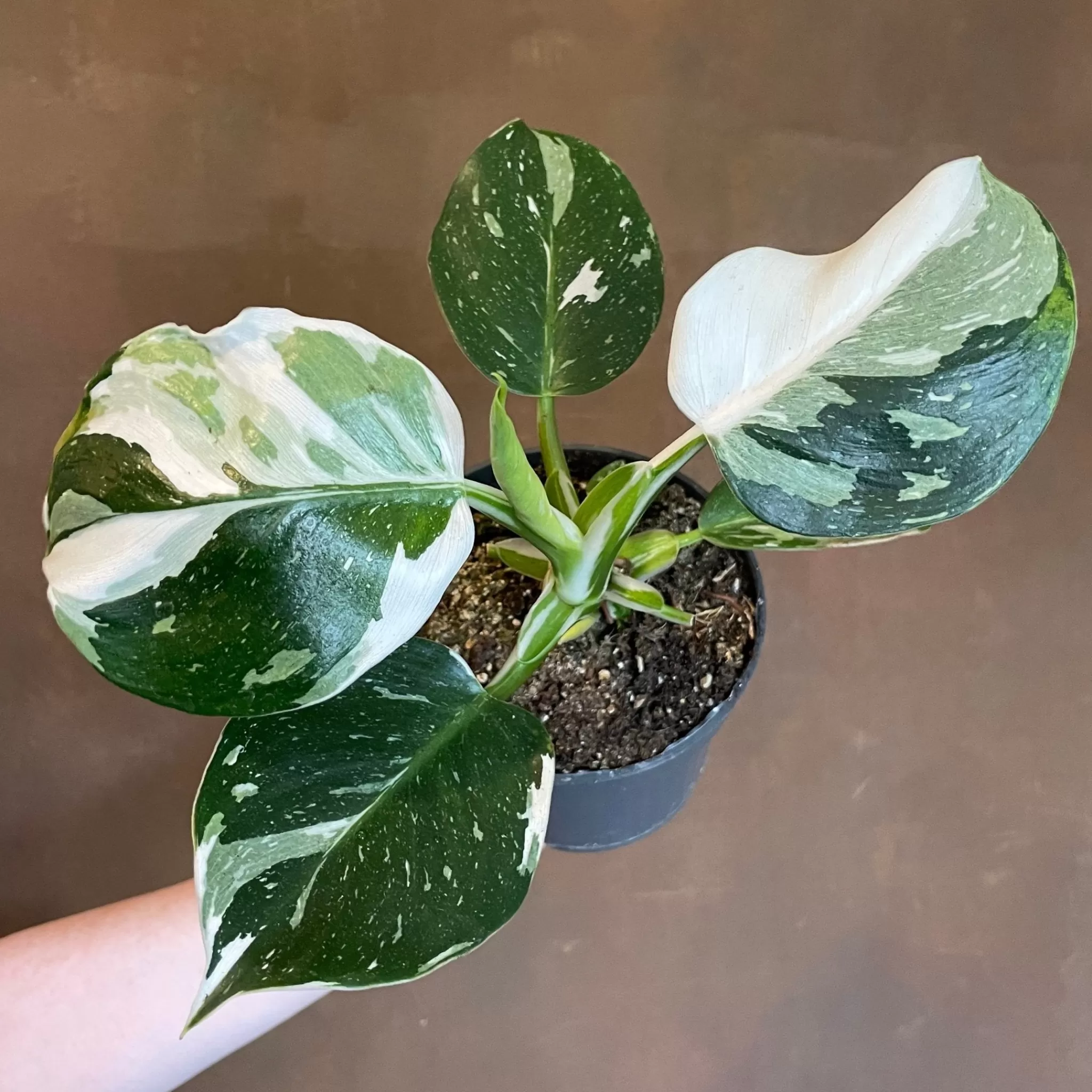grow urban Philodendron ‘White Wizard’- Philodendron