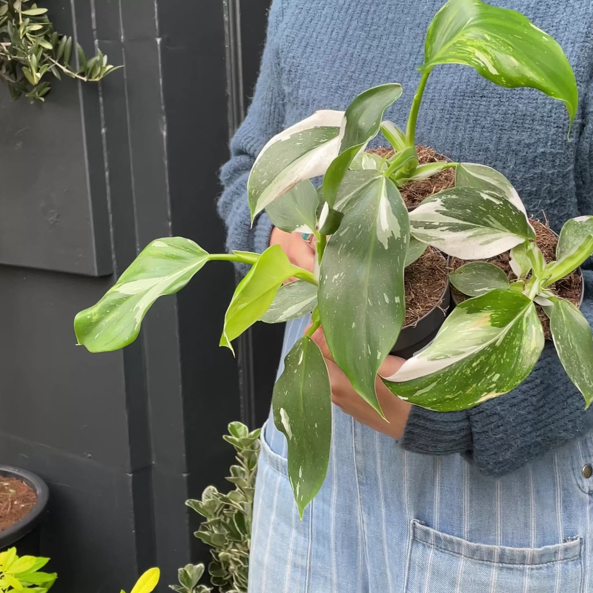 grow urban Philodendron ‘White Wizard’- Philodendron
