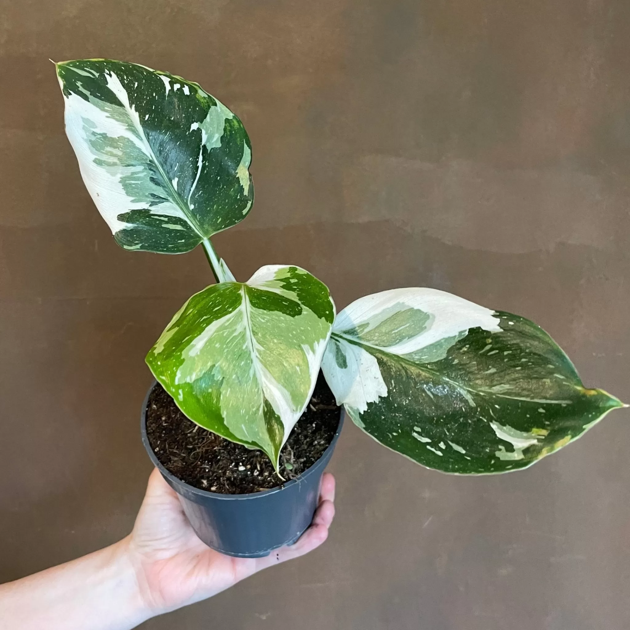 grow urban Philodendron ‘White Wizard’- Philodendron