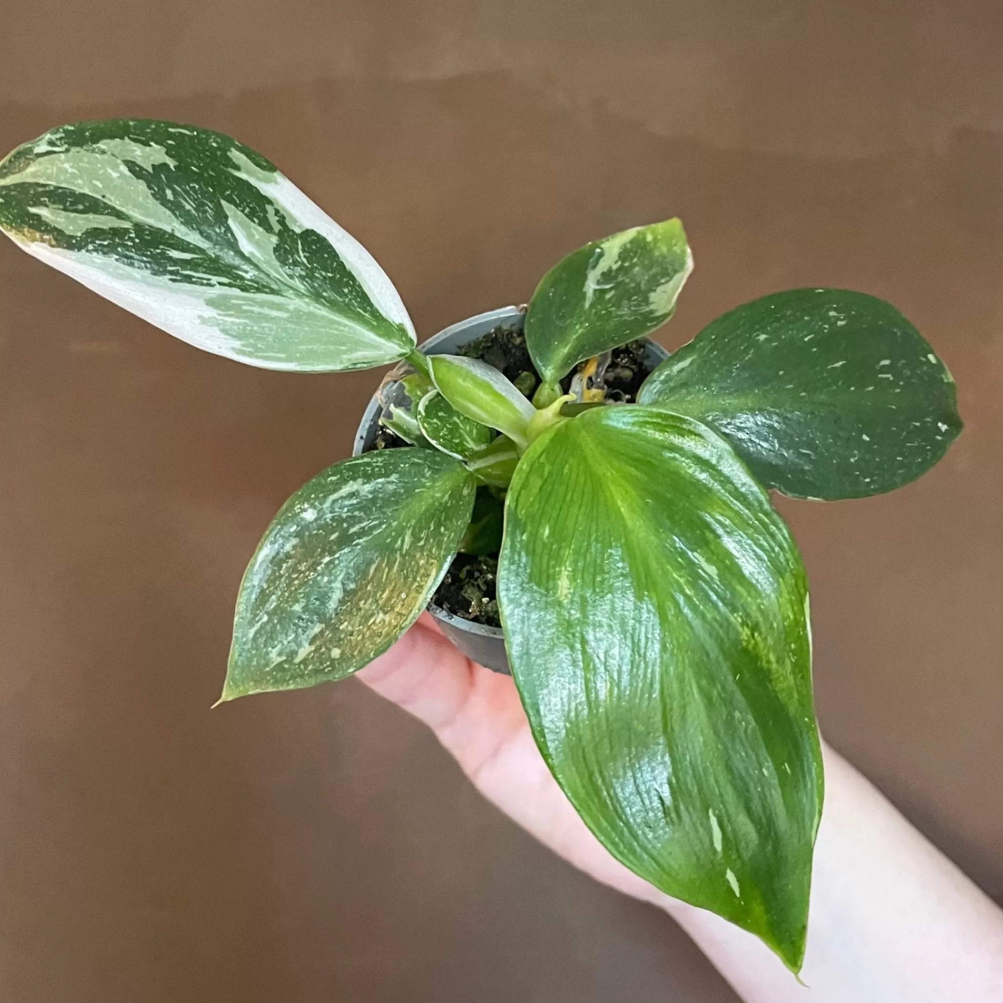 grow urban Philodendron ‘White Wizard’ (6cm Pot)- Philodendron