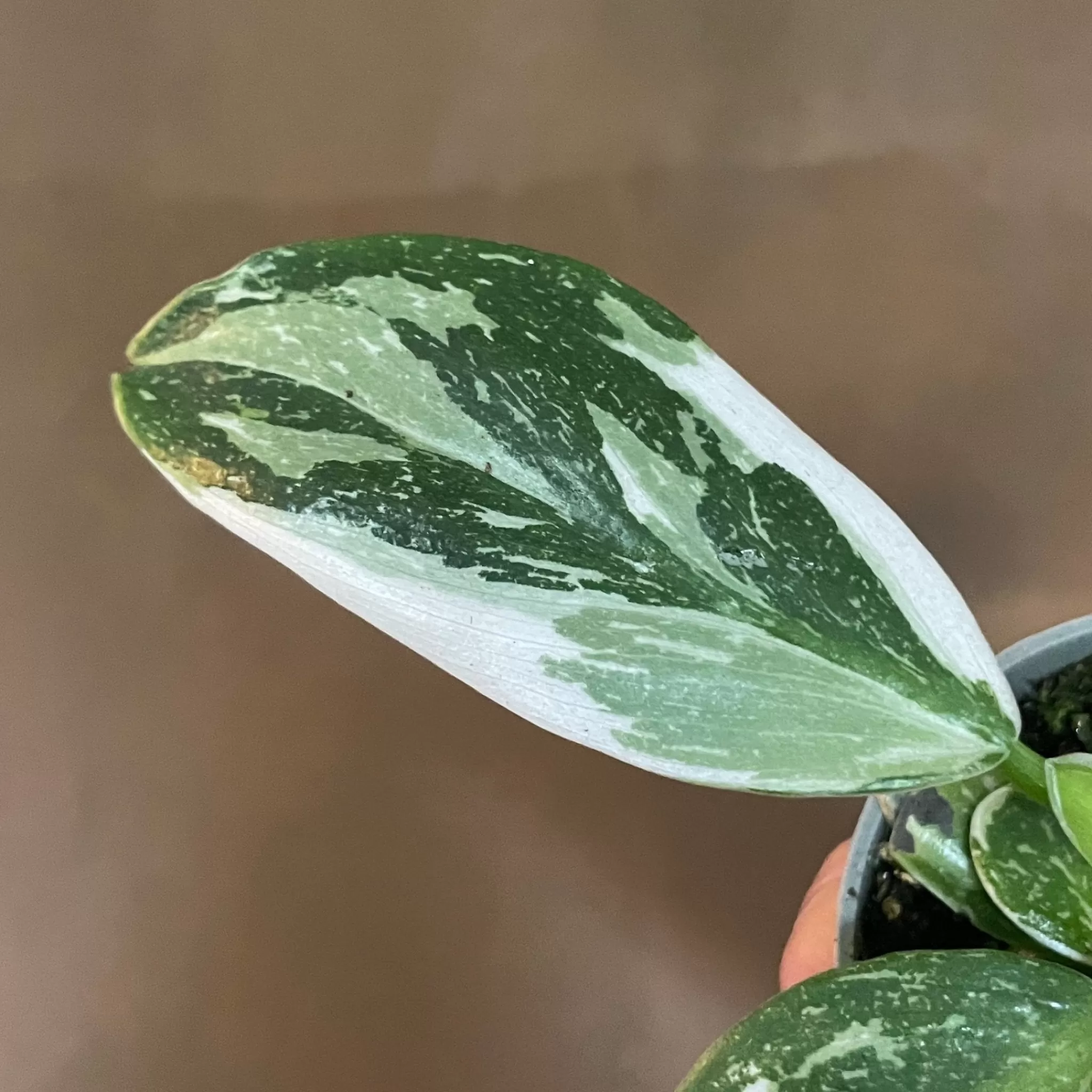 grow urban Philodendron ‘White Wizard’ (6cm Pot)- Philodendron