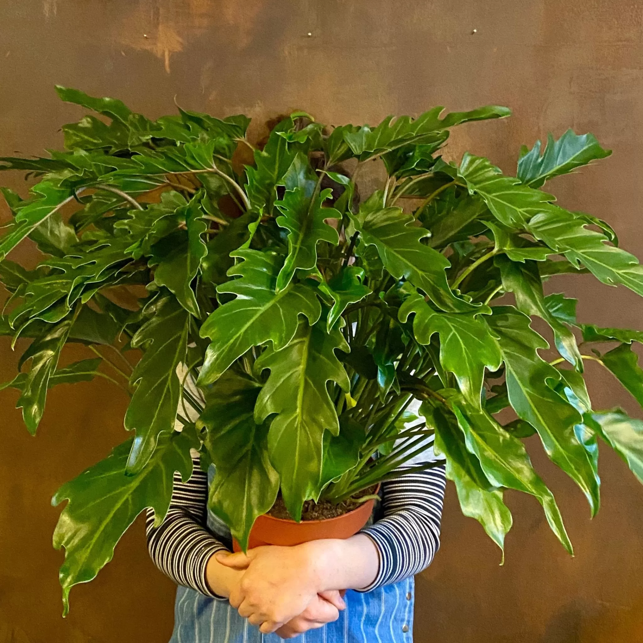 grow urban Philodendron ‘Xanadu’ (21cm Pot)- Philodendron