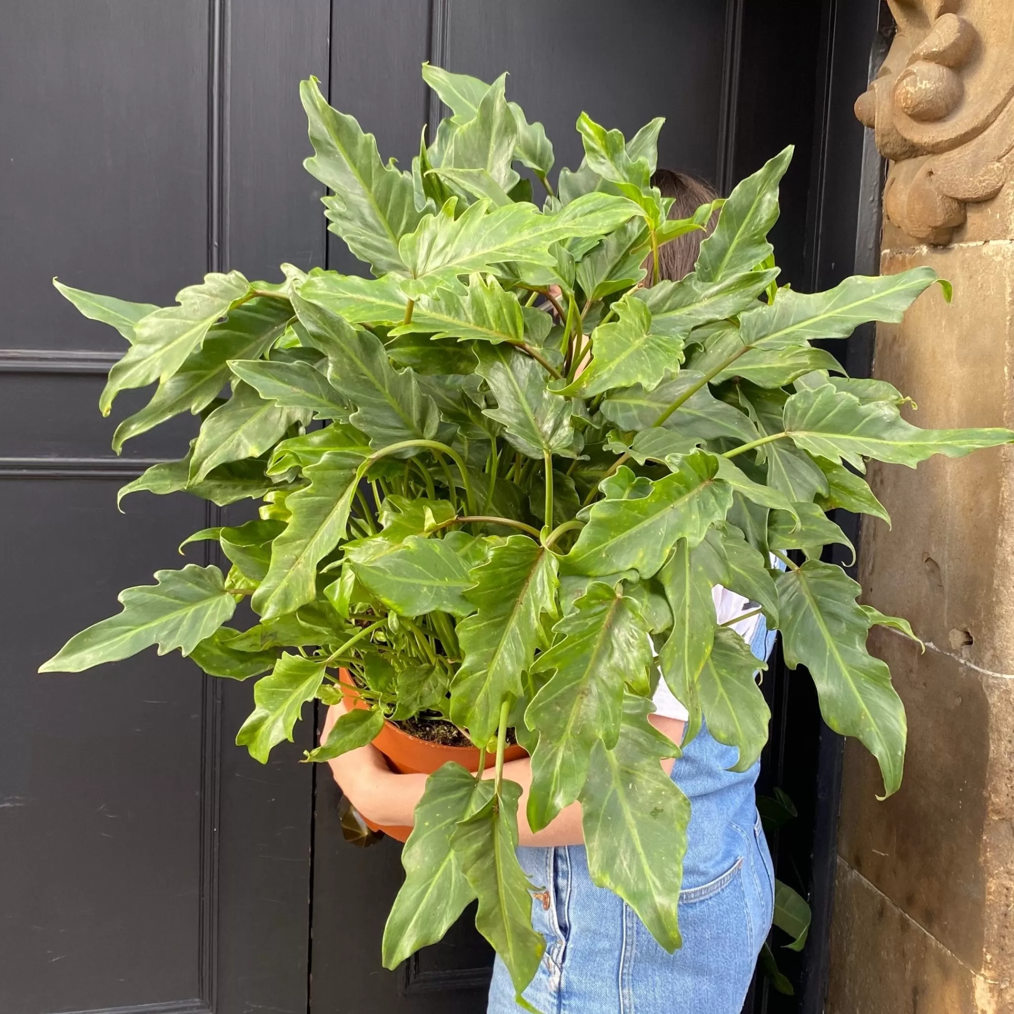 grow urban Philodendron 'Xanadu' (24cm Pot)- Philodendron