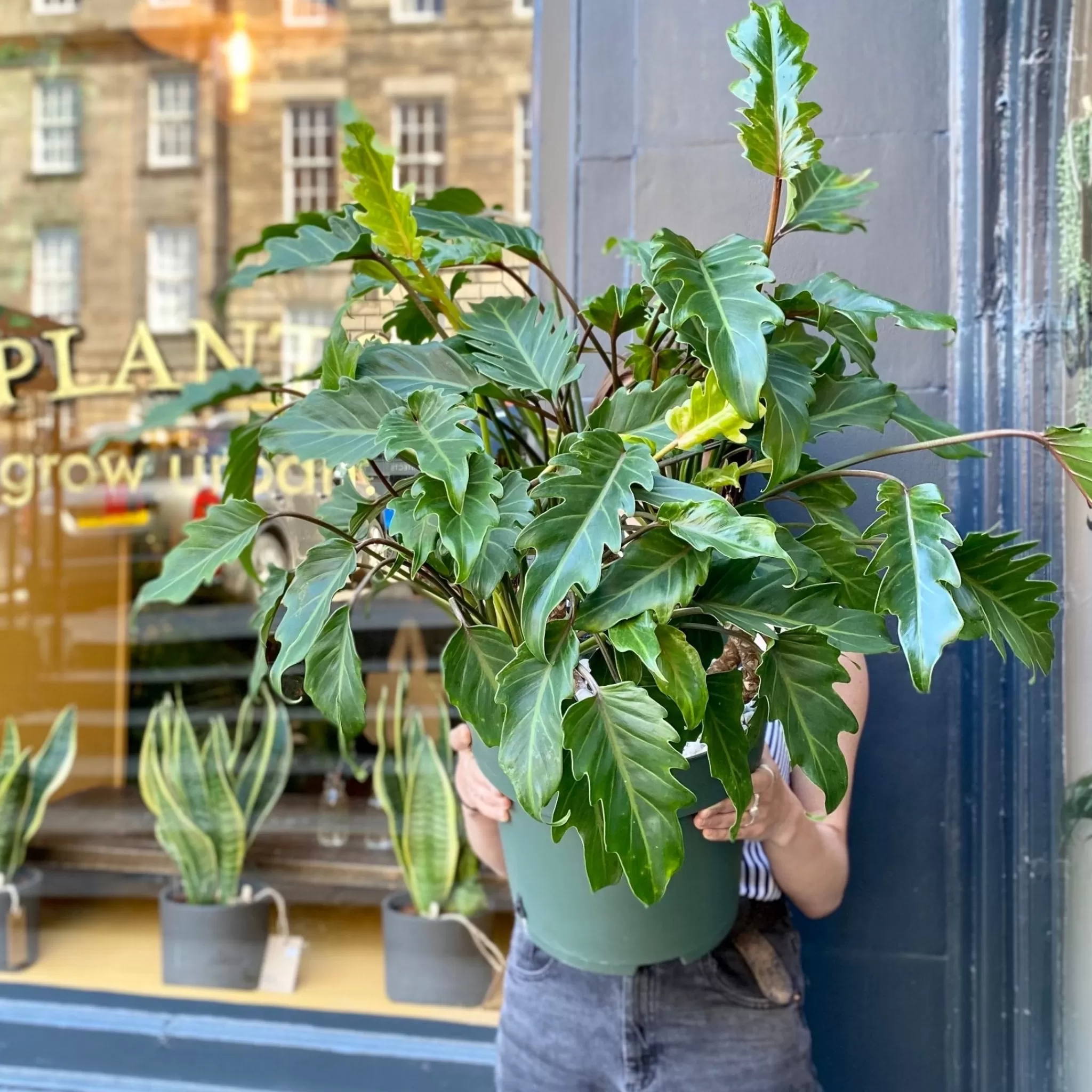grow urban Philodendron 'Xanadu' (30cm Pot)- Philodendron