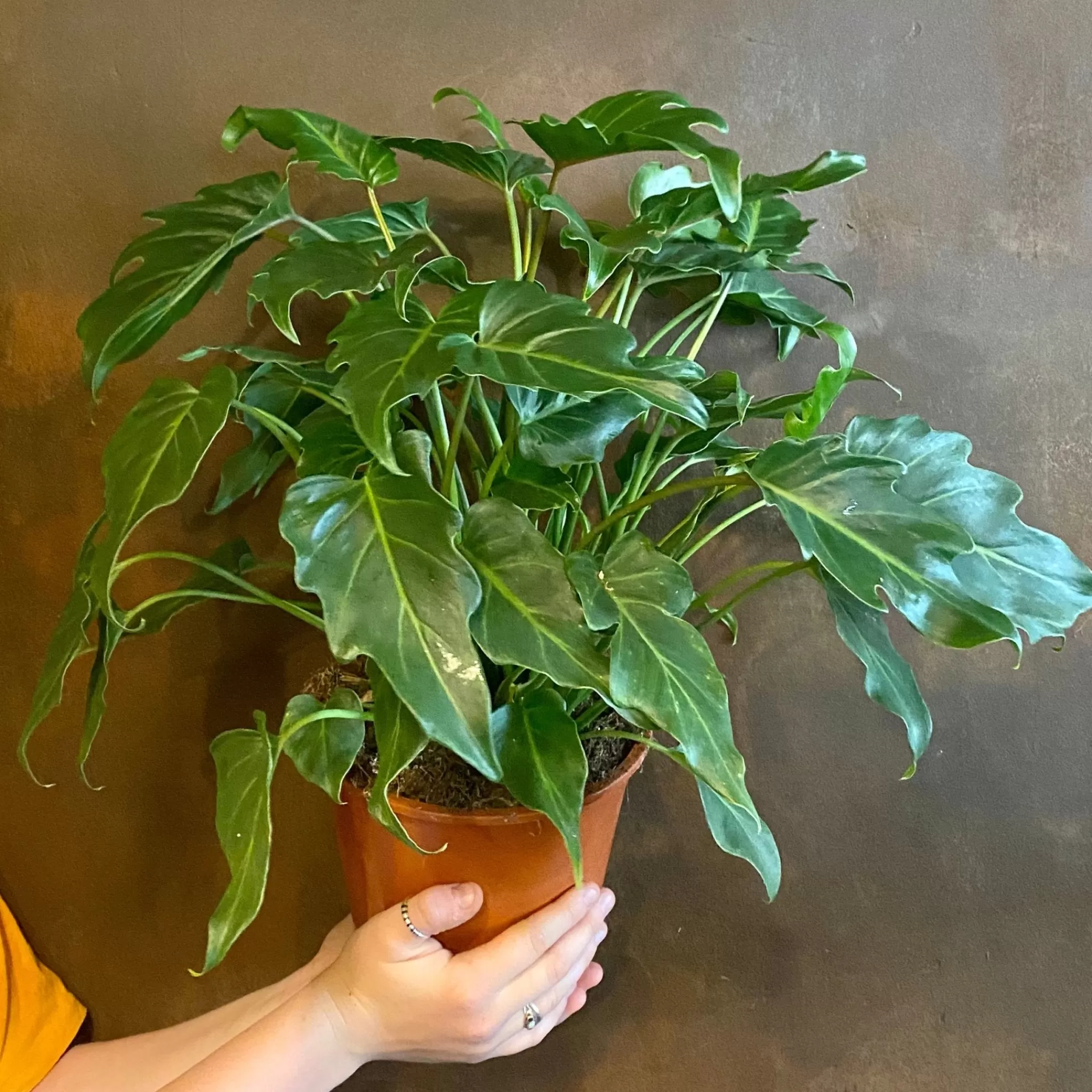 grow urban Philodendron 'Xanadu' (17cm Pot)- Philodendron