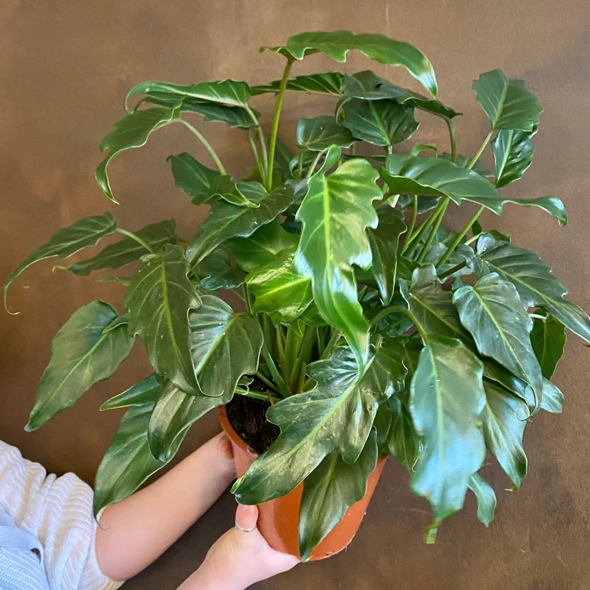grow urban Philodendron 'Xanadu' (19cm Pot)- Philodendron