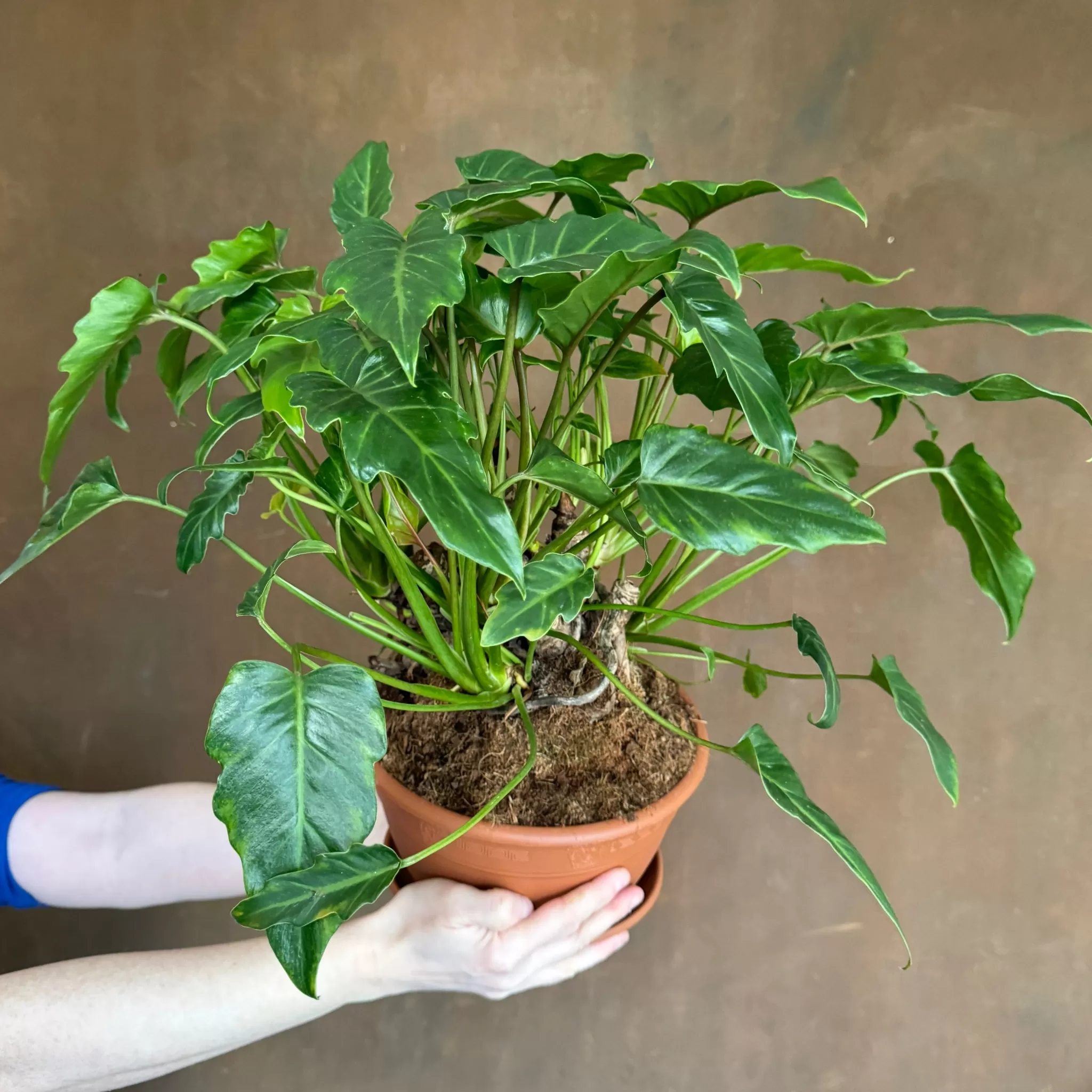 grow urban Philodendron 'Xanadu' (22cm Pot)- Philodendron