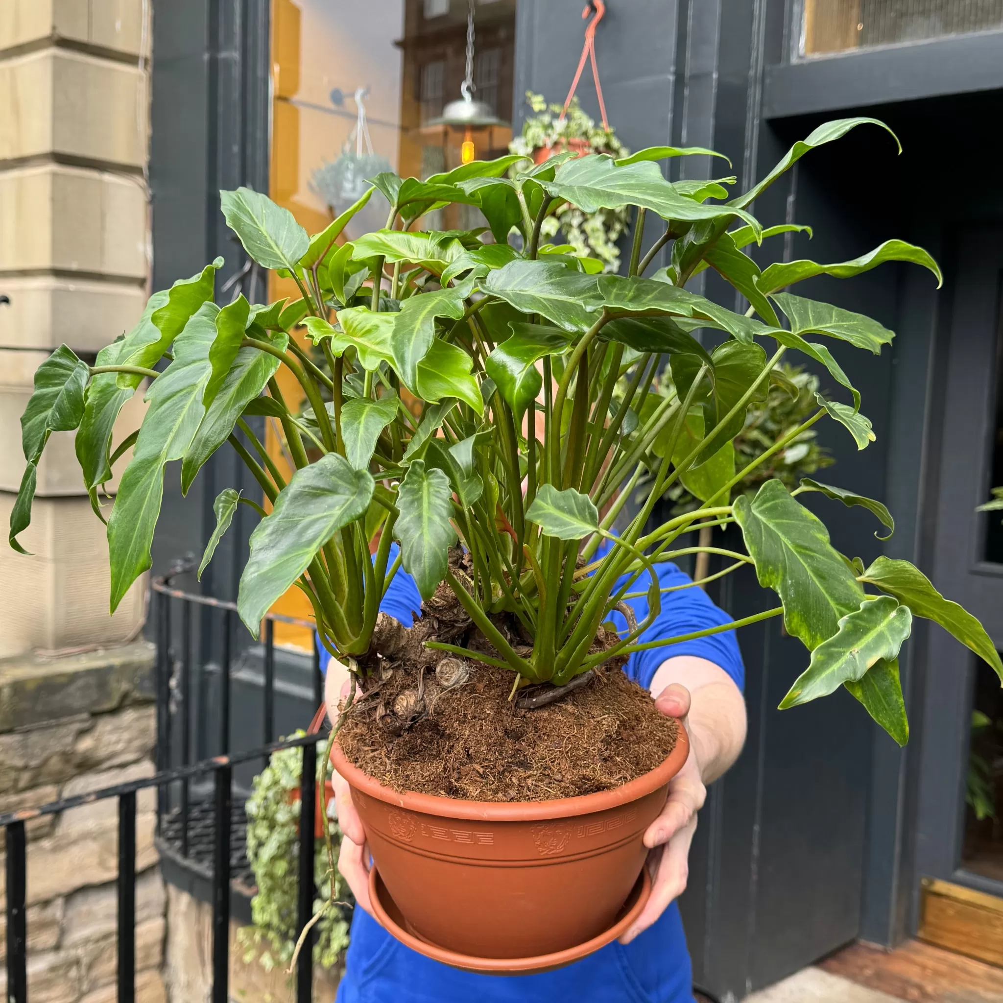 grow urban Philodendron 'Xanadu' (22cm Pot)- Philodendron