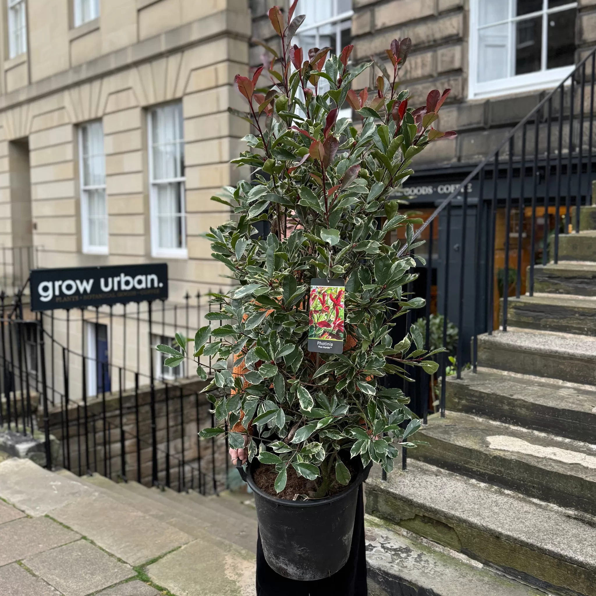 grow urban Photinia × Fraseri 'Pink Marble'- Outdoor Plants