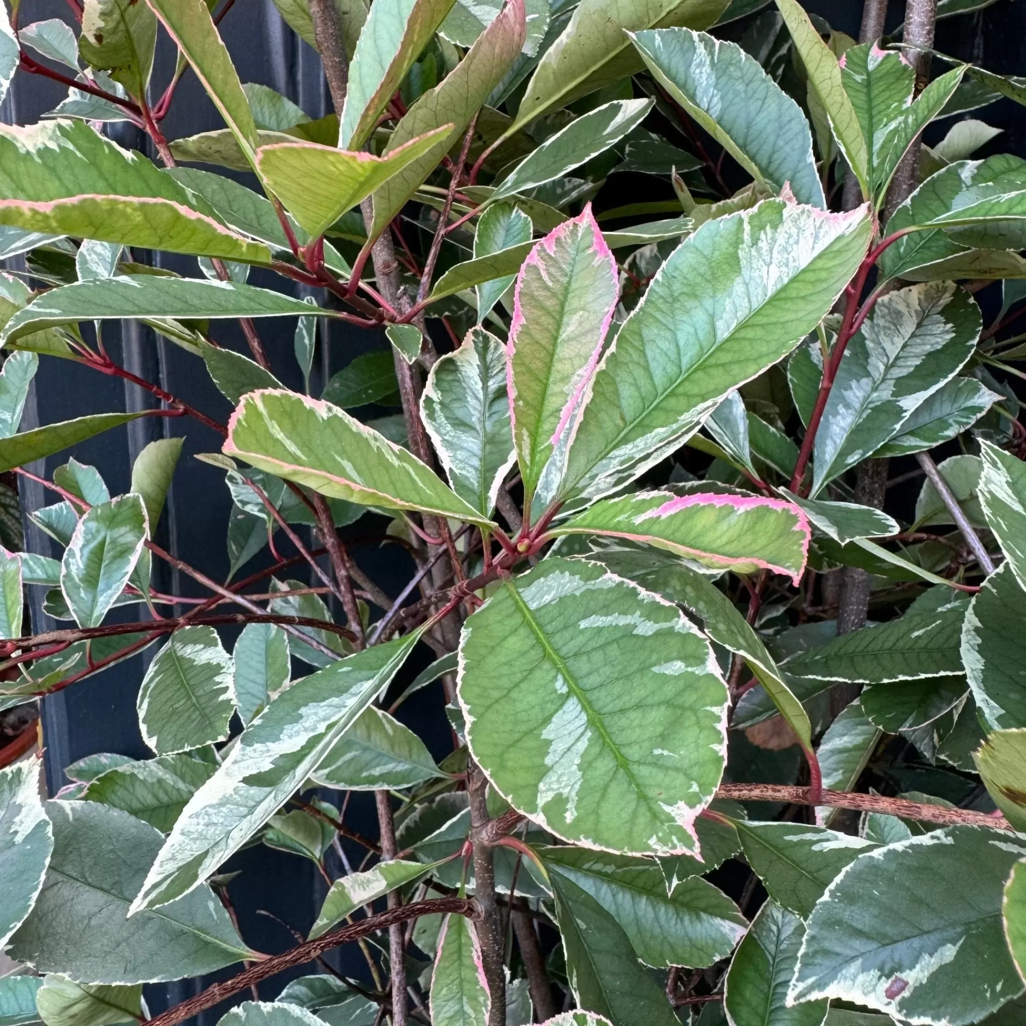 grow urban Photinia × Fraseri 'Pink Marble'- Outdoor Plants
