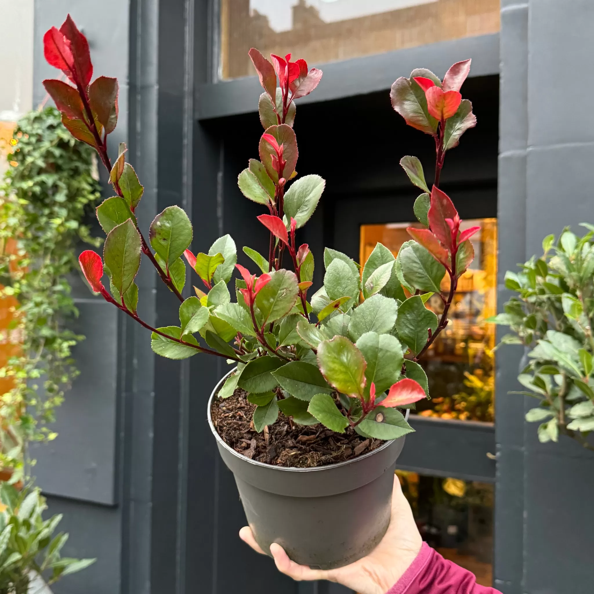 grow urban Photinia X Fraseri 'Little Red Robin'- Outdoor Plants