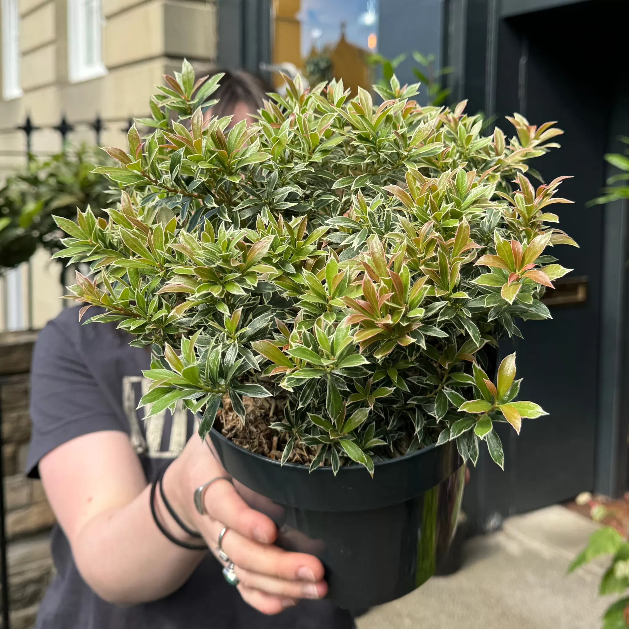 grow urban Pieris Japonica 'Little Heath'- Outdoor Plants