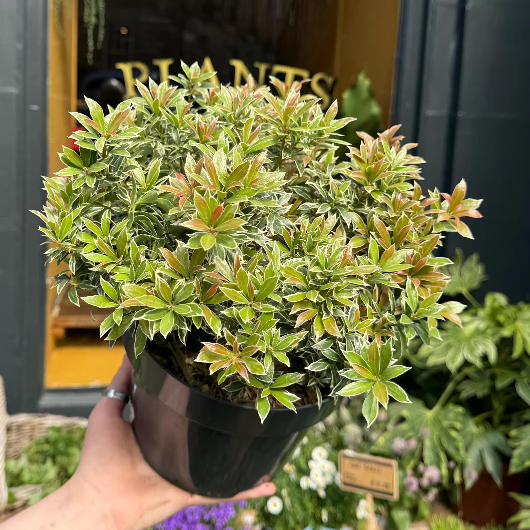 grow urban Pieris Japonica 'Little Heath'- Outdoor Plants