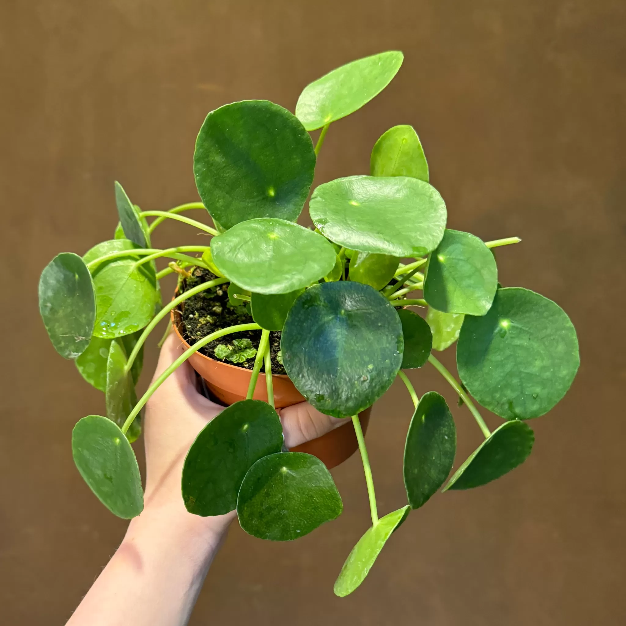 grow urban Pilea Peperomioides (13cm Pot)- Pet Friendly | Easy Care