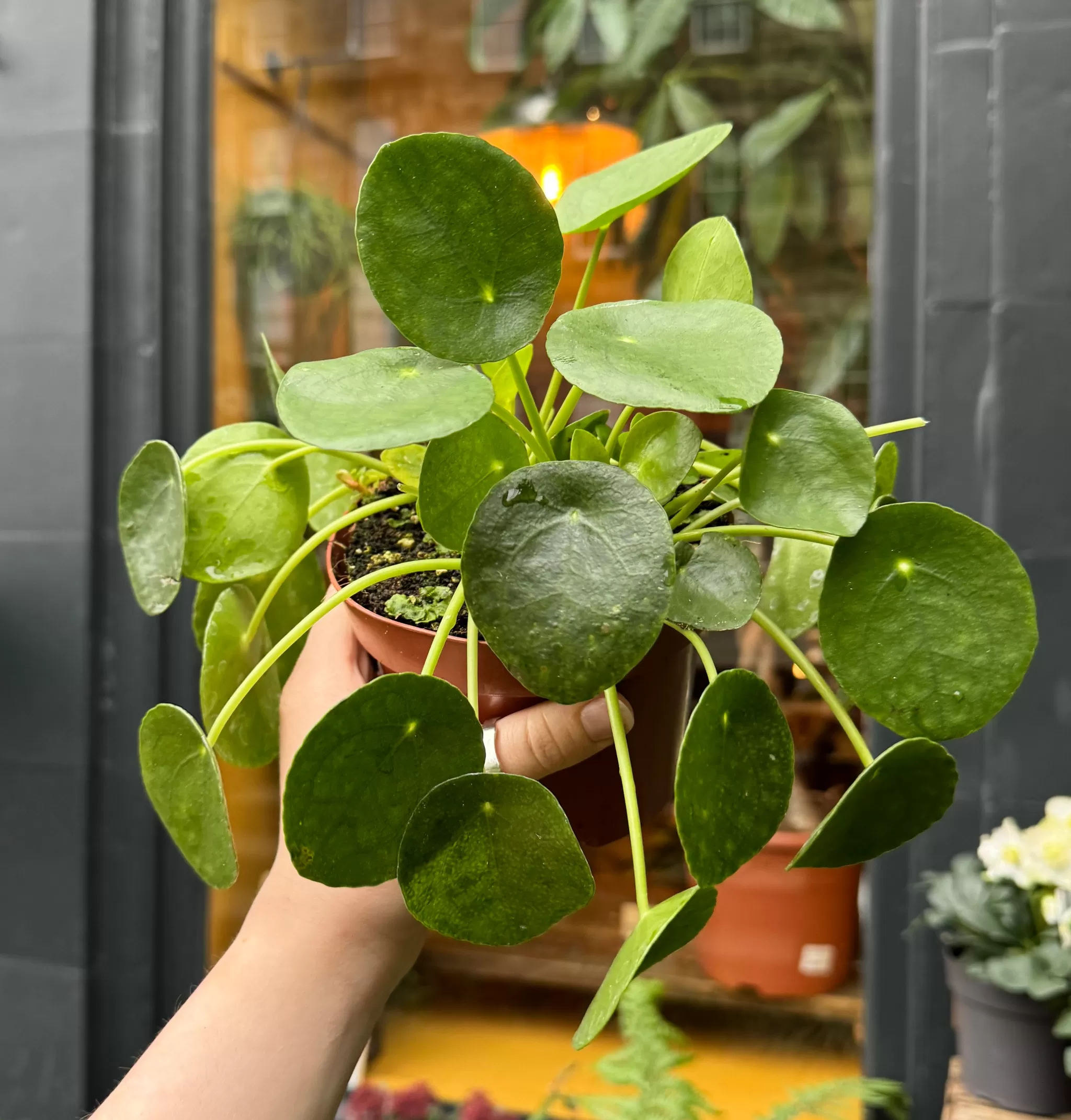 grow urban Pilea Peperomioides (13cm Pot)- Pet Friendly | Easy Care