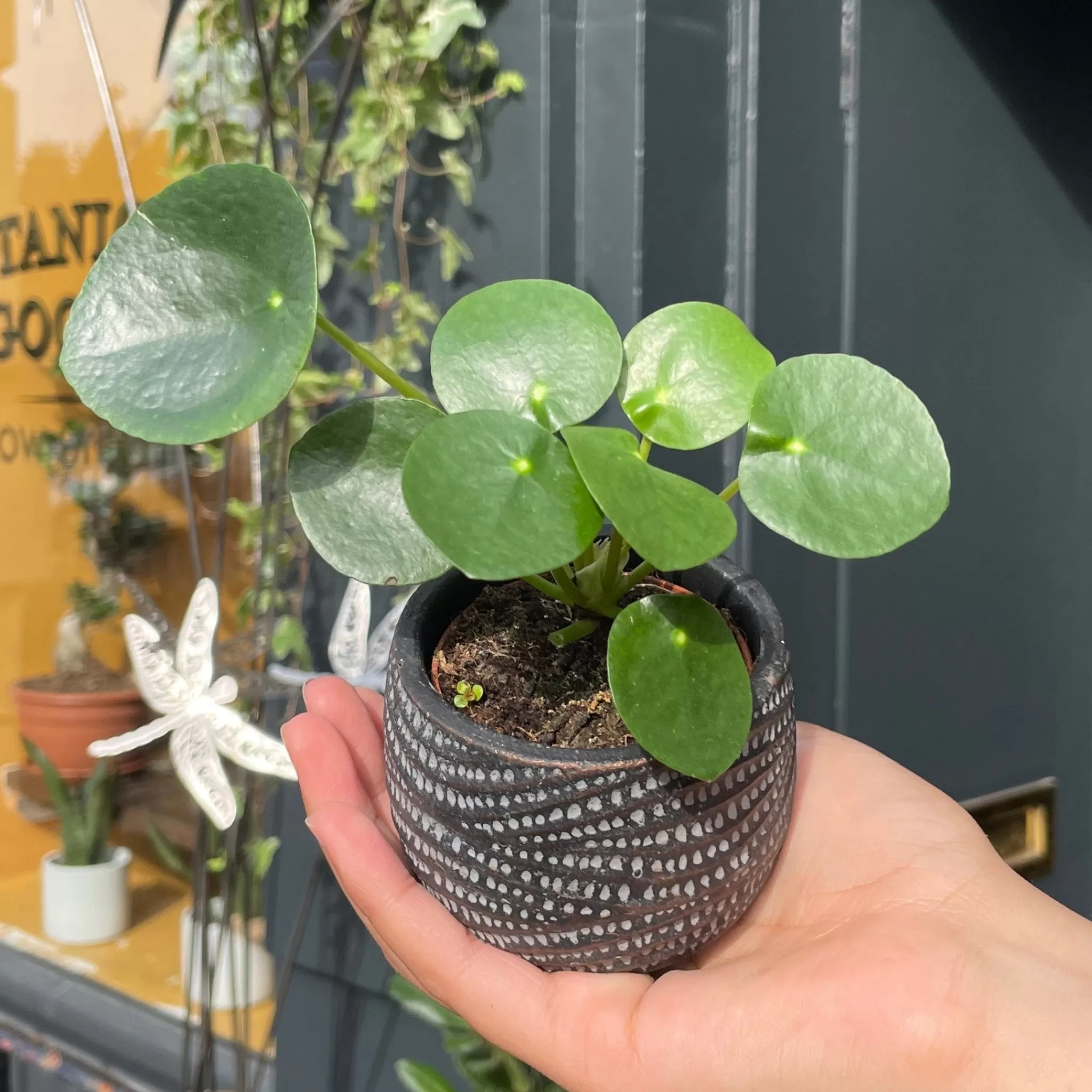 grow urban Pilea Peperomioides (mini)- Pet Friendly | Easy Care