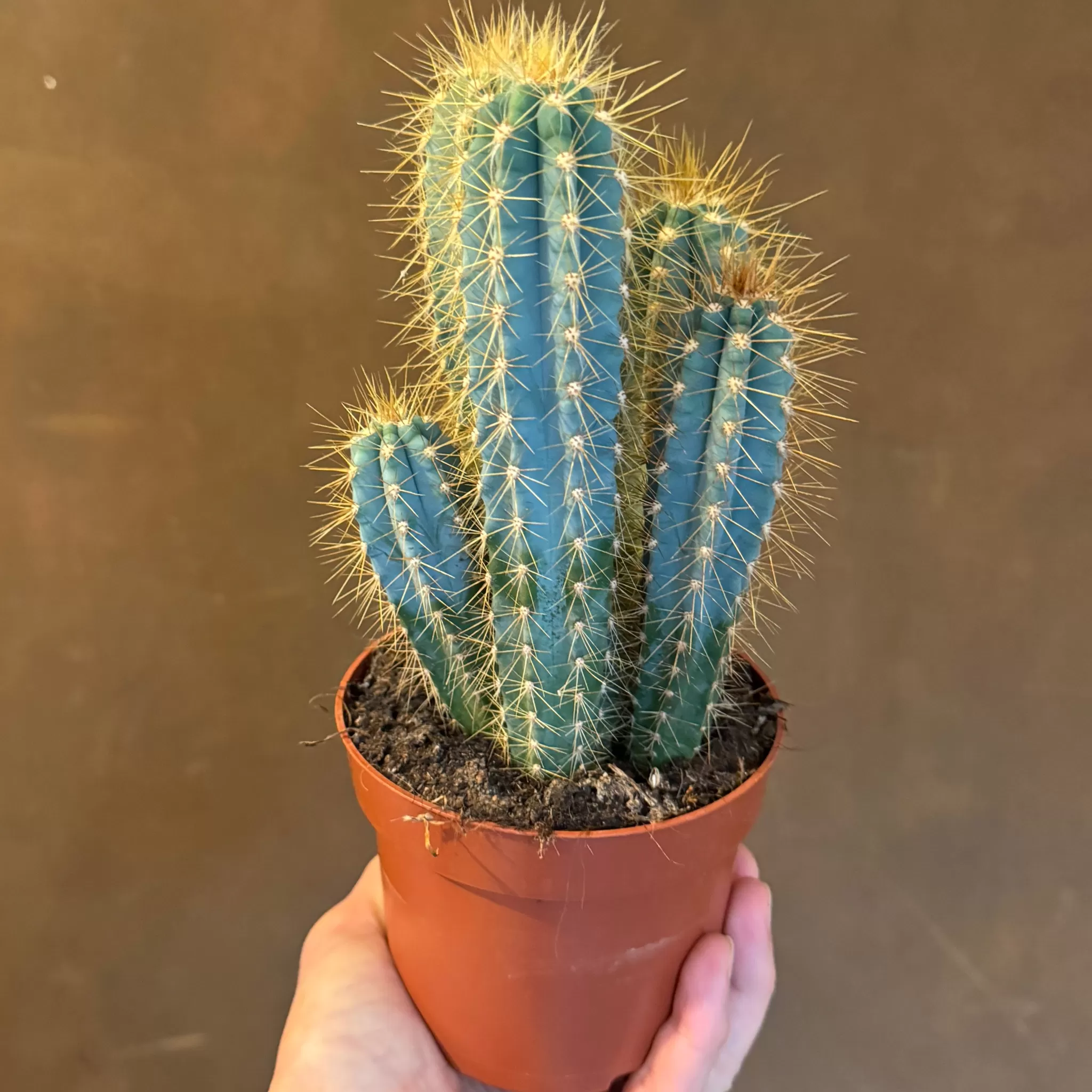 grow urban Pilocereus Azureus- Succulents & Cacti