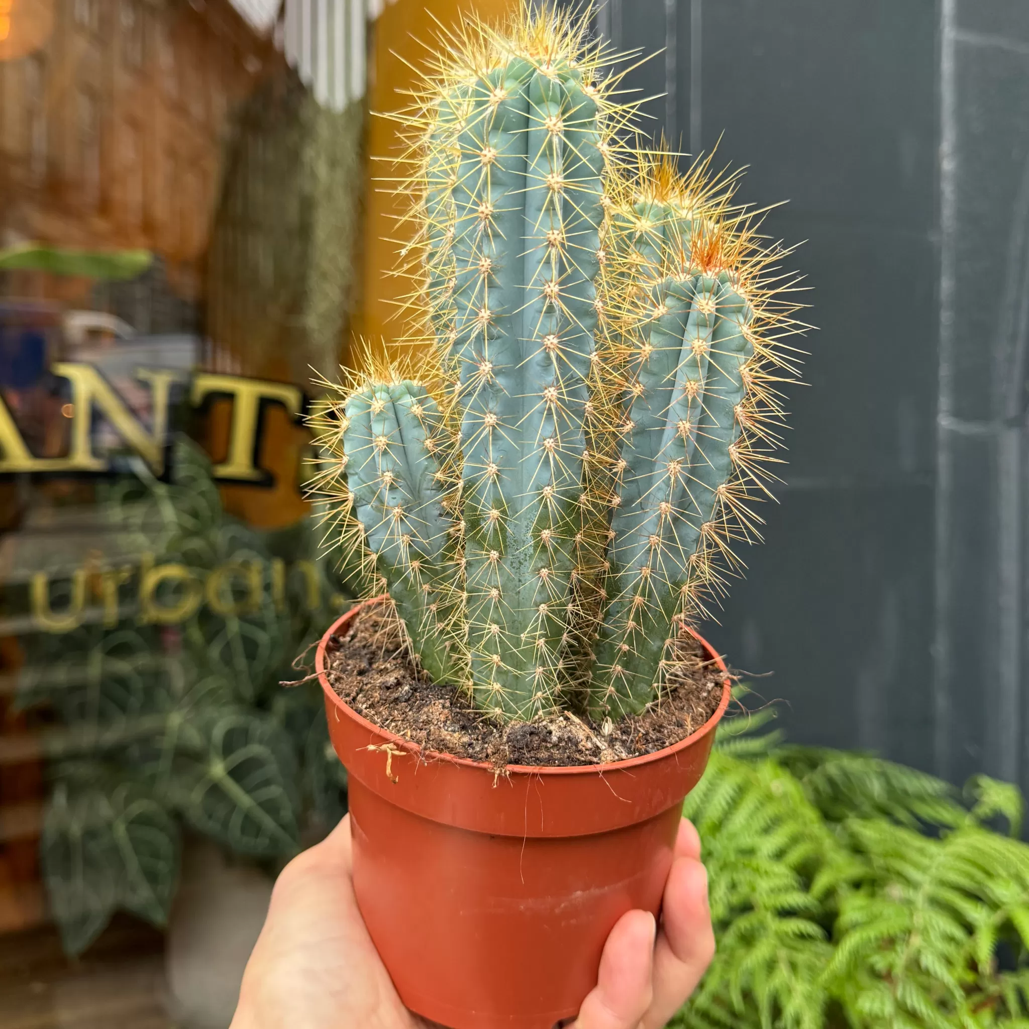 grow urban Pilocereus Azureus- Succulents & Cacti