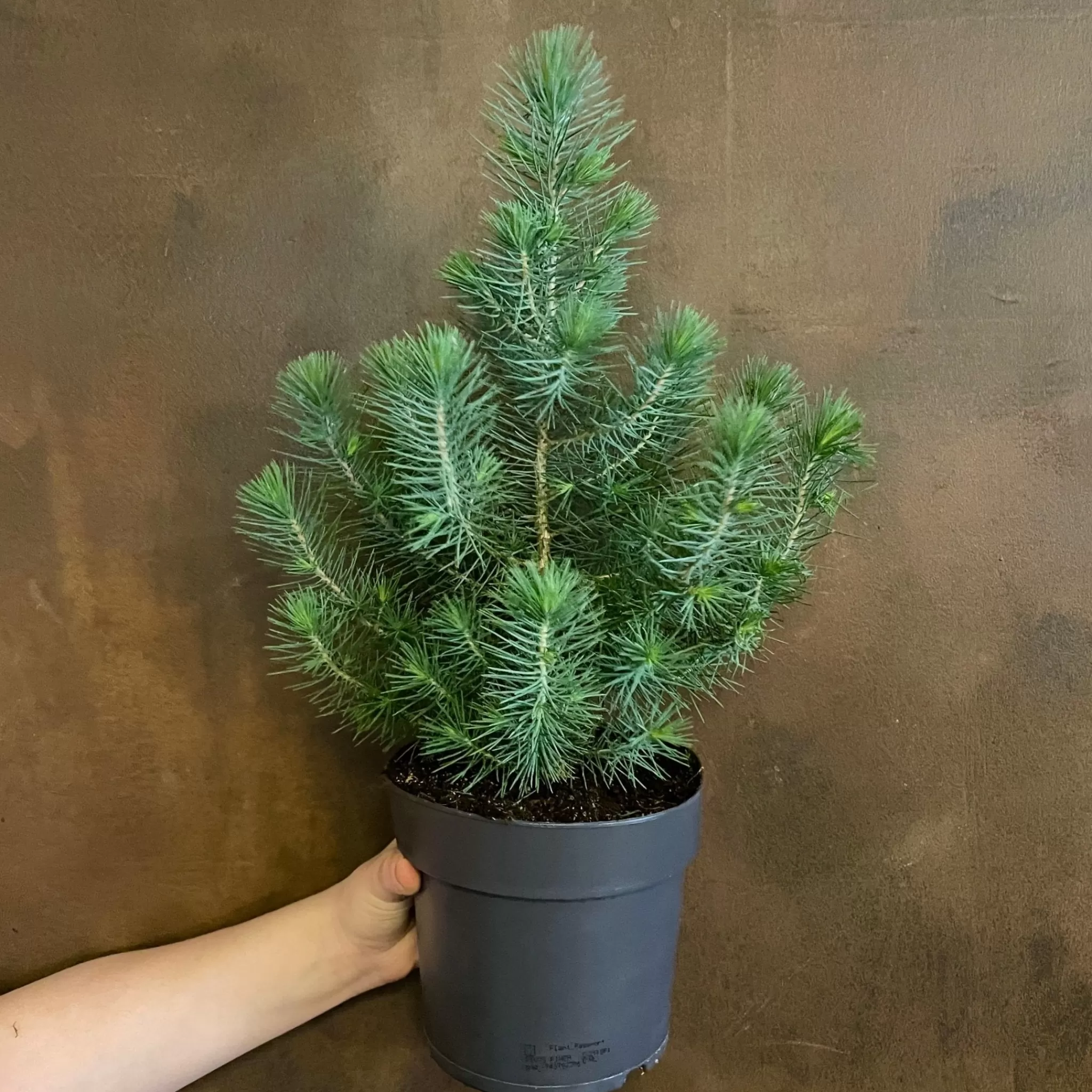 grow urban Pinus Pinea ‘Silver Crest’- Outdoor Plants | Christmas Trees & Wreaths