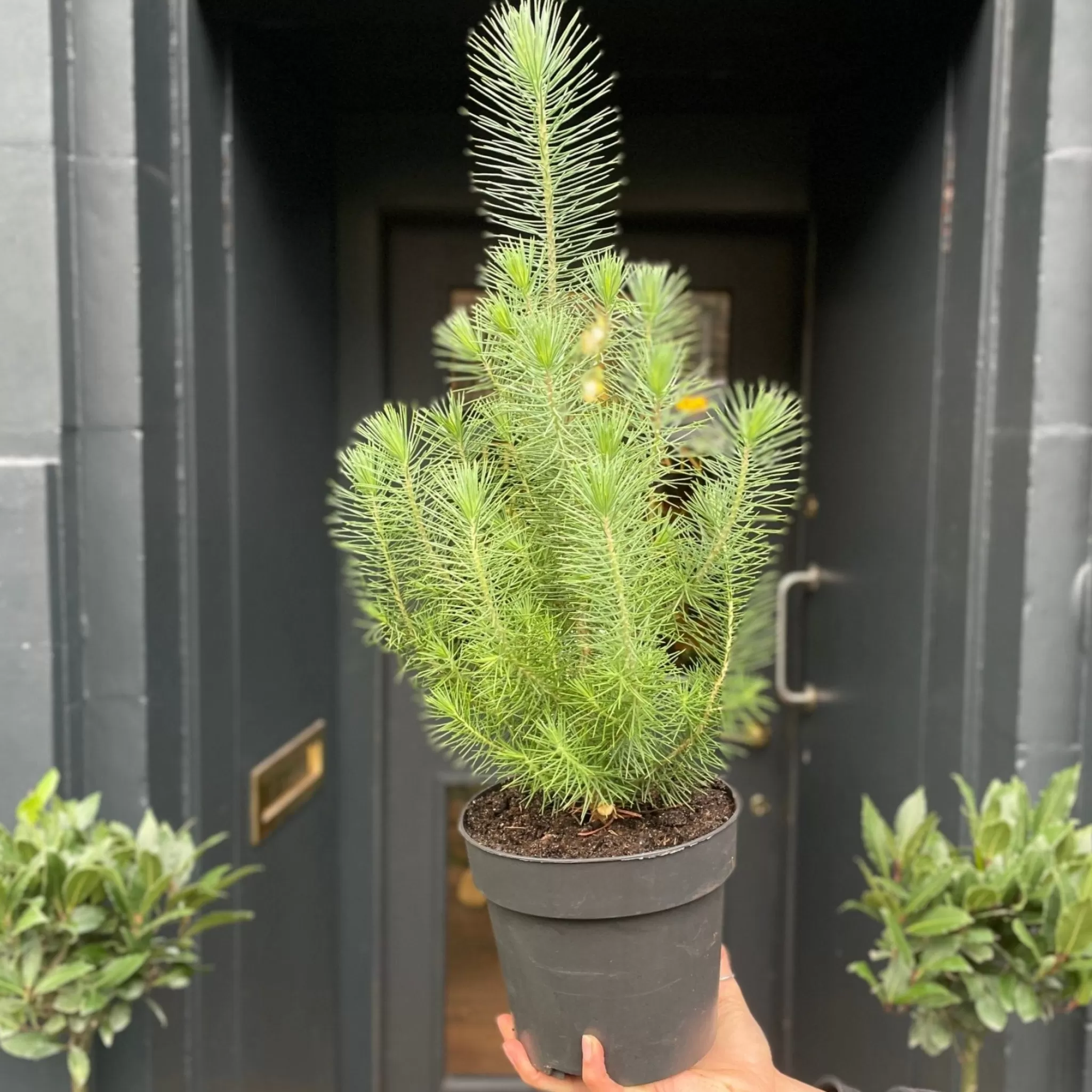 grow urban Pinus Pinea ‘Silver Crest’- Outdoor Plants | Christmas Trees & Wreaths
