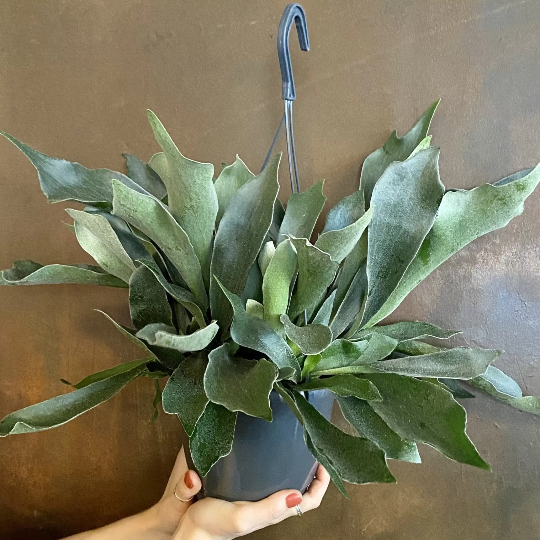 grow urban Platycerium Bifurcatum- Pet Friendly | Foliage Plants