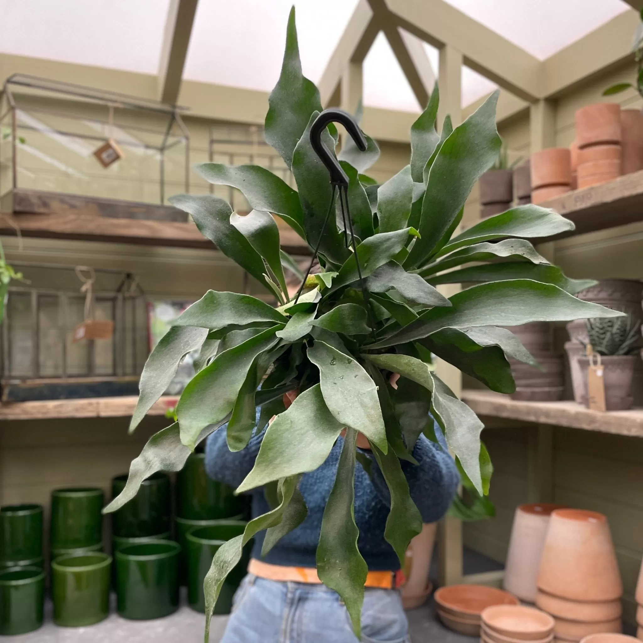 grow urban Platycerium Bifurcatum- Pet Friendly | Foliage Plants