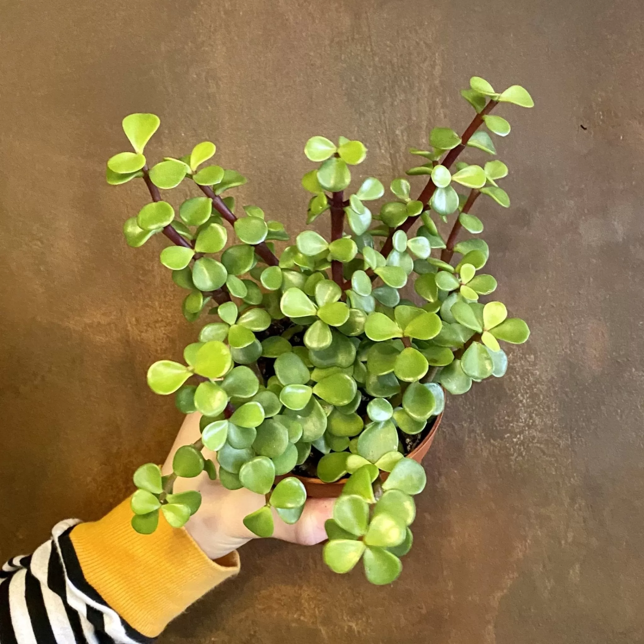 grow urban Portulacaria Afra (10.5cm)- Easy Care | Succulents & Cacti