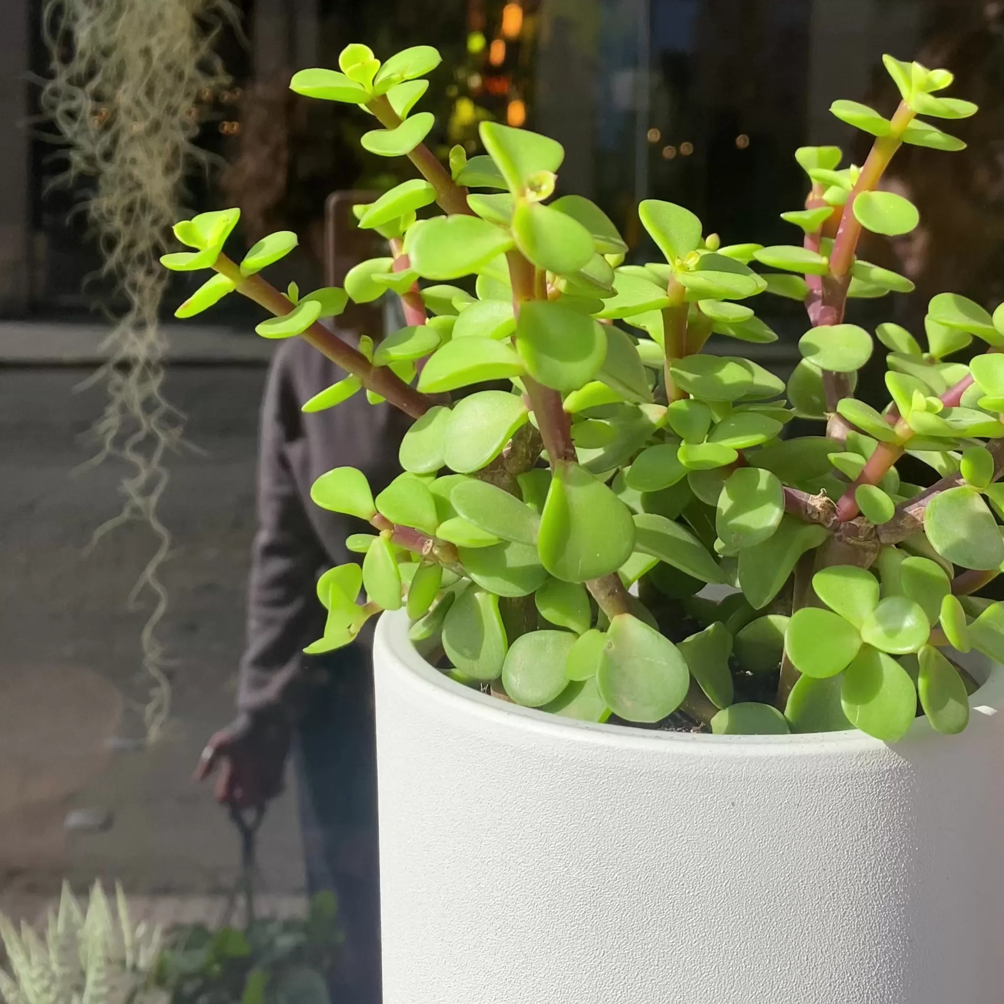 grow urban Portulacaria Afra (10.5cm)- Easy Care | Succulents & Cacti