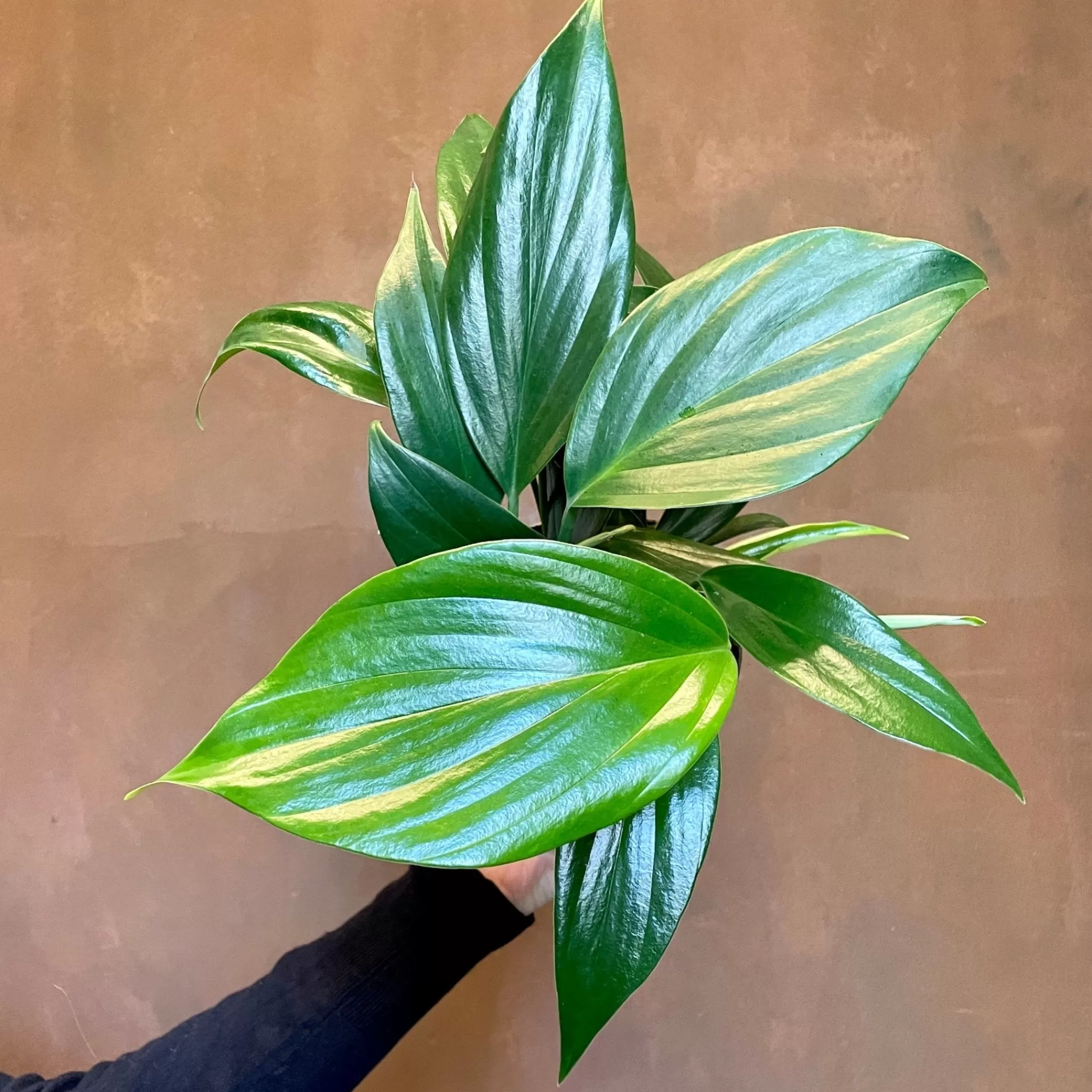 grow urban Rhaphidophora Decursiva- Monstera