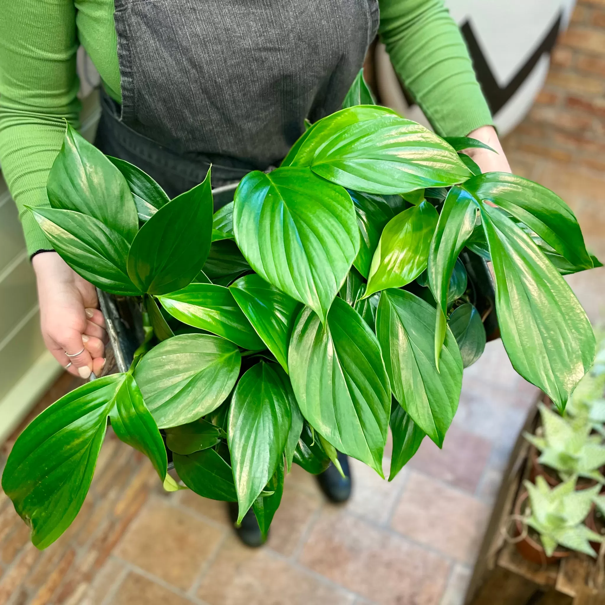 grow urban Rhaphidophora Decursiva- Monstera