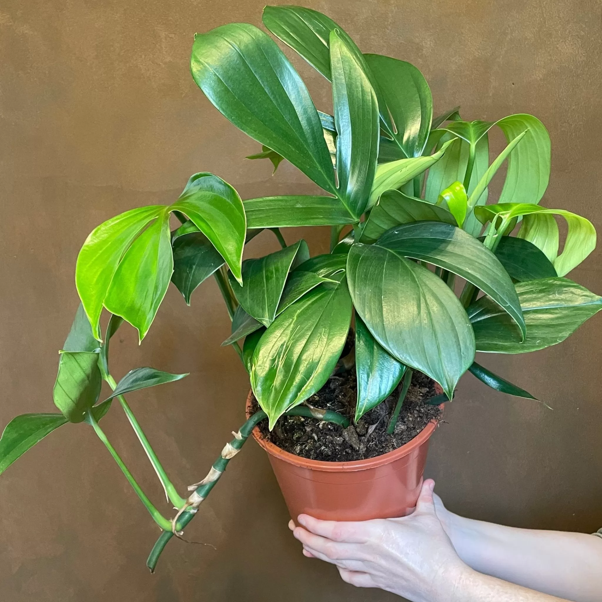 grow urban Rhaphidophora Decursiva (19cm Pot)- Monstera