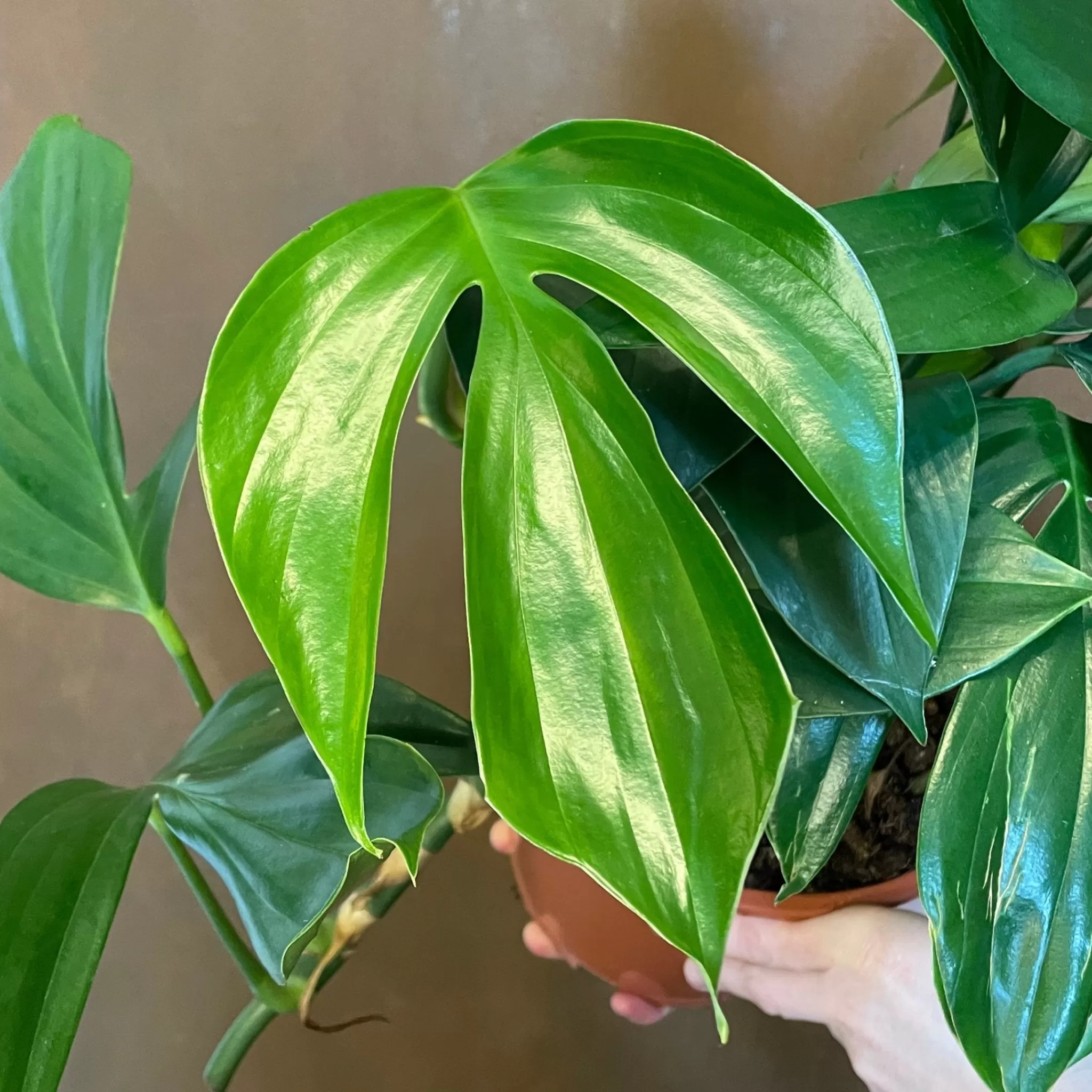 grow urban Rhaphidophora Decursiva (19cm Pot)- Monstera