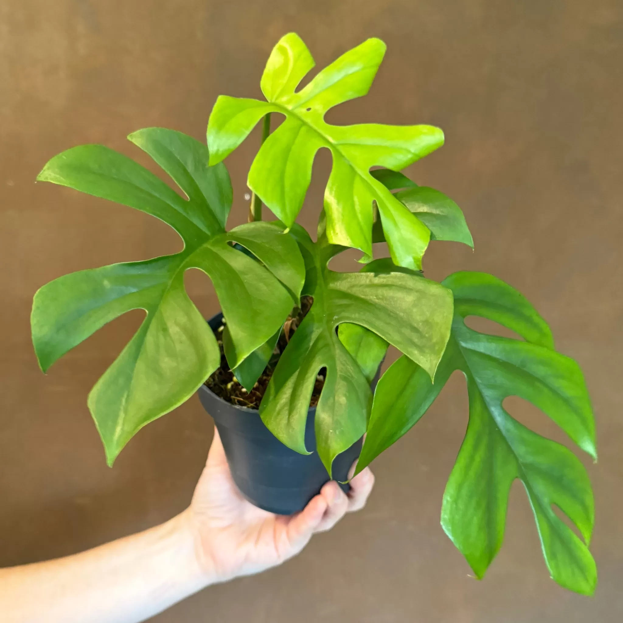 grow urban Rhaphidophora Tetrasperma- Monstera