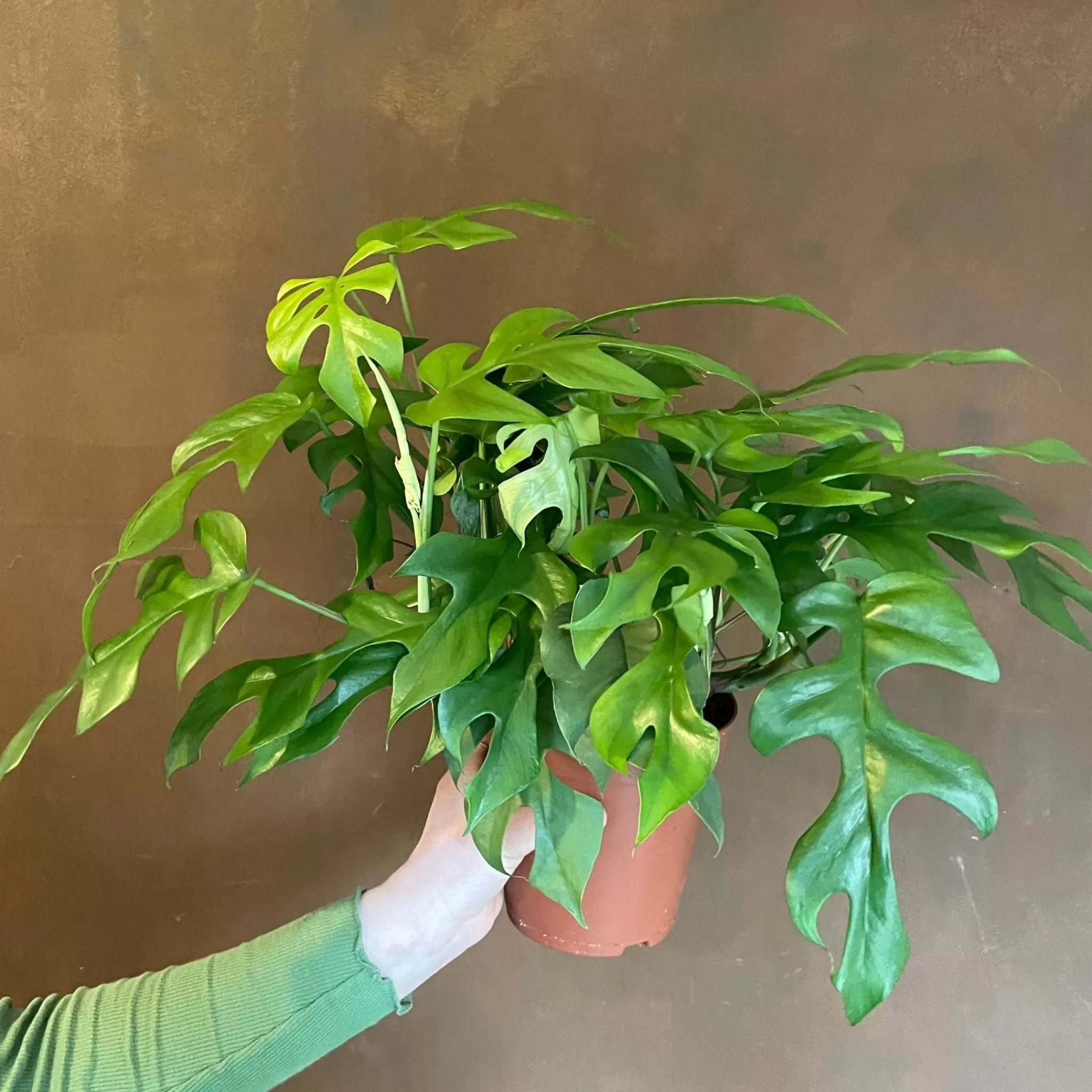 grow urban Rhaphidophora Tetrasperma- Monstera