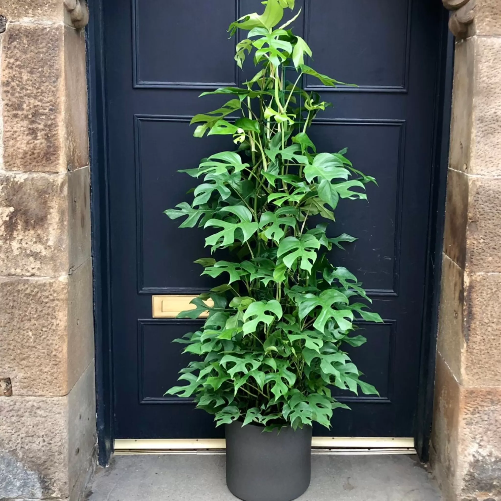 grow urban Rhaphidophora Tetrasperma- Monstera