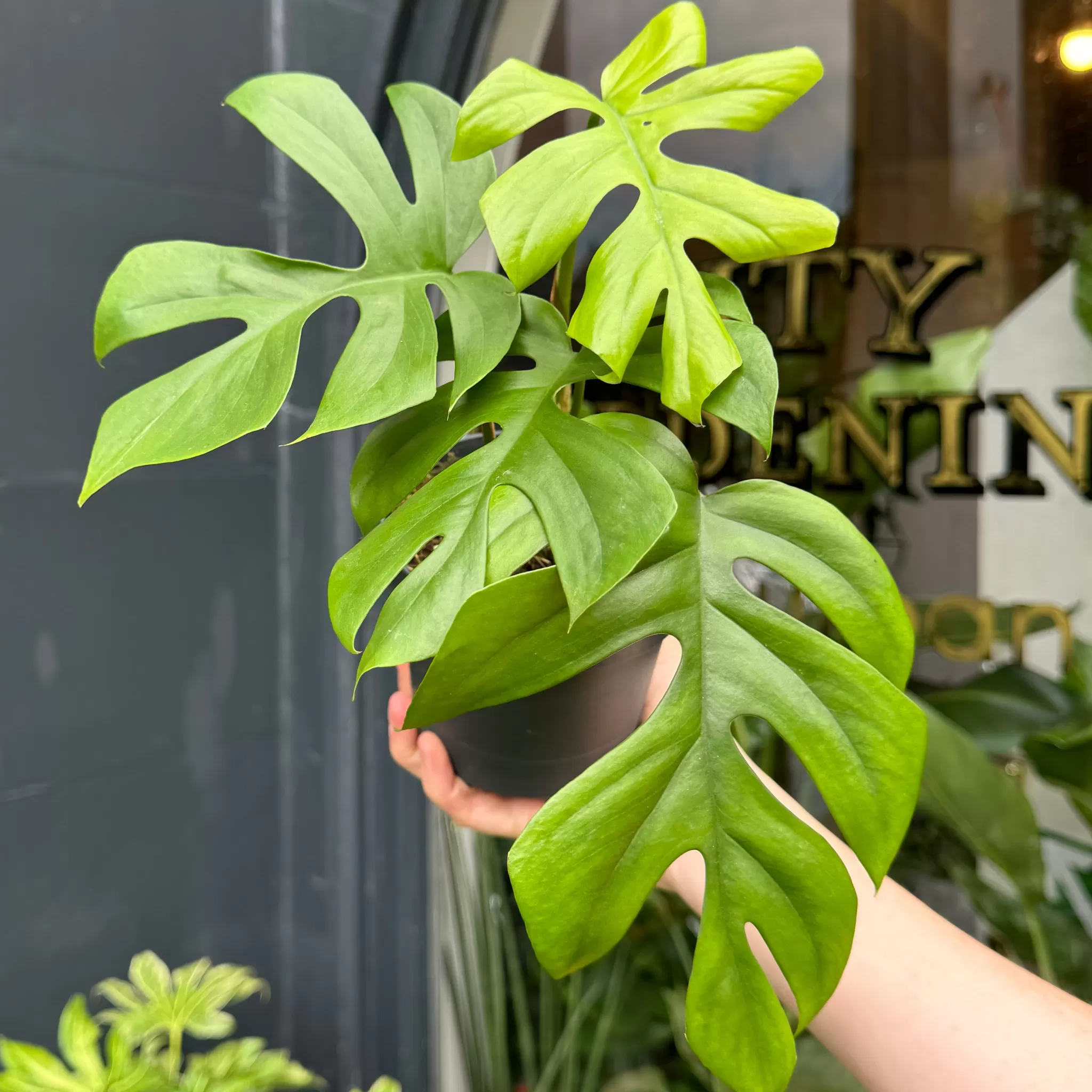 grow urban Rhaphidophora Tetrasperma- Monstera