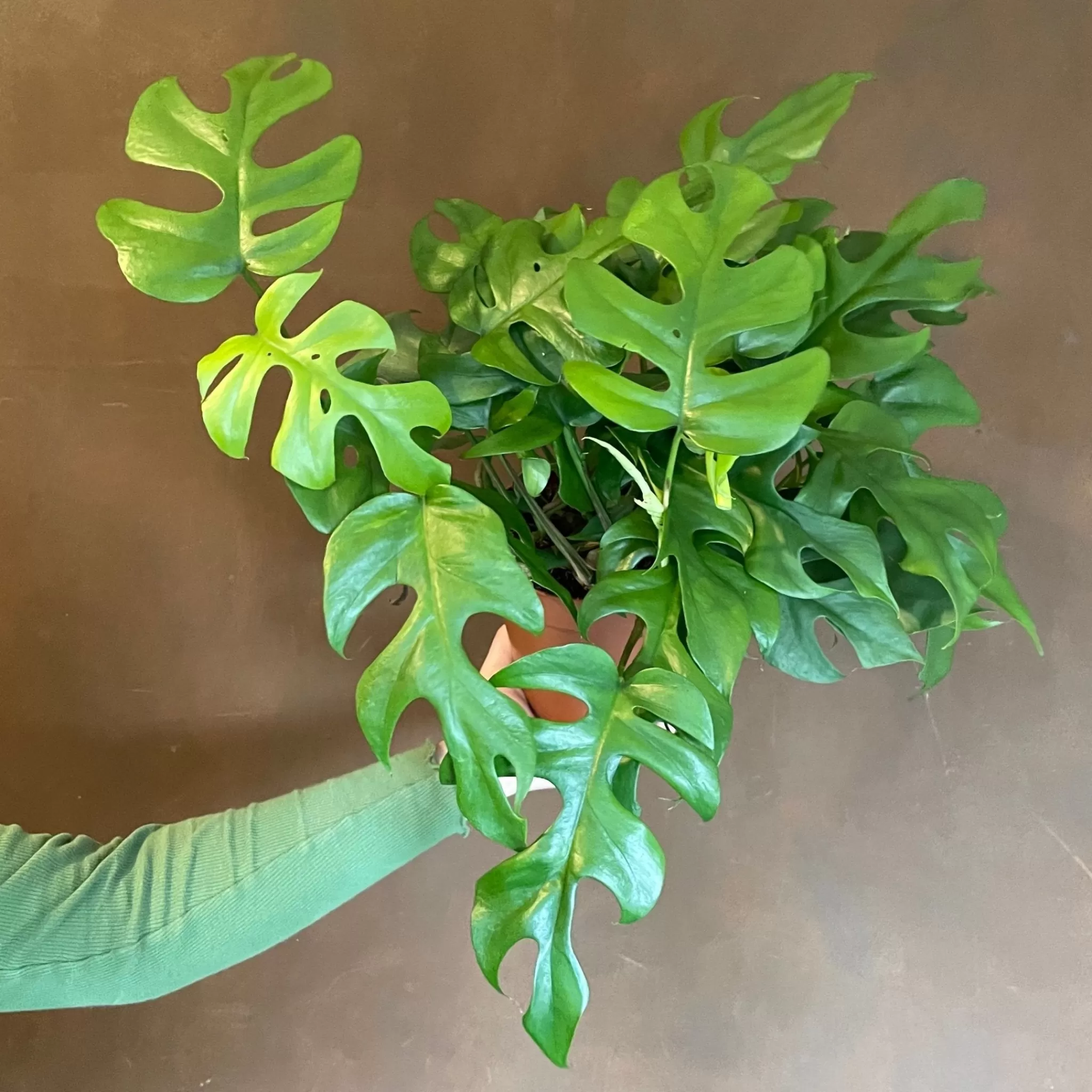 grow urban Rhaphidophora Tetrasperma- Monstera