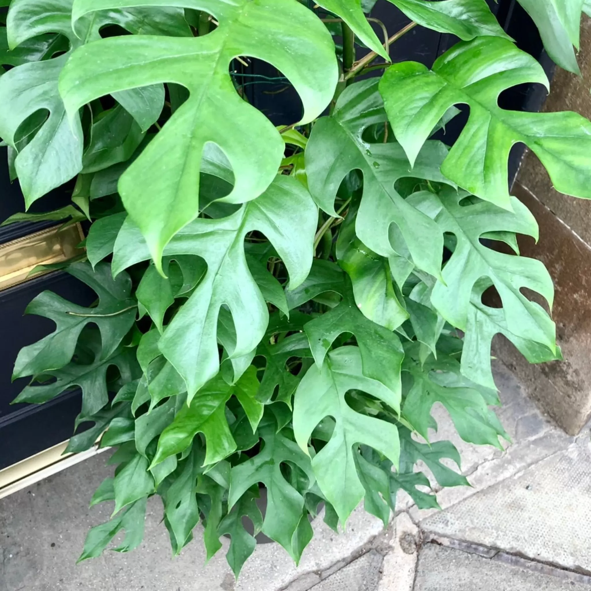 grow urban Rhaphidophora Tetrasperma- Monstera