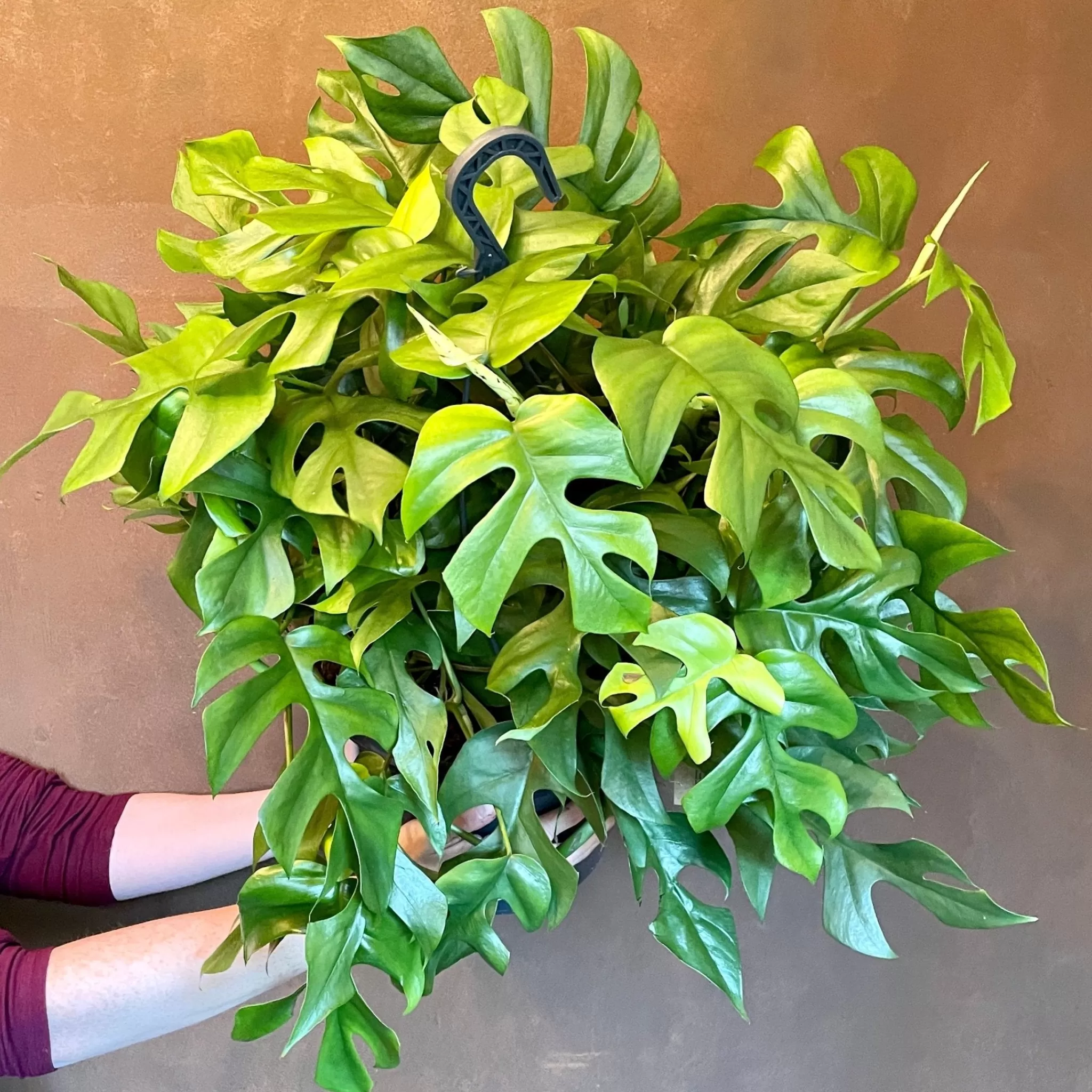 grow urban Rhaphidophora Tetrasperma (27cm Hangpot)- Monstera