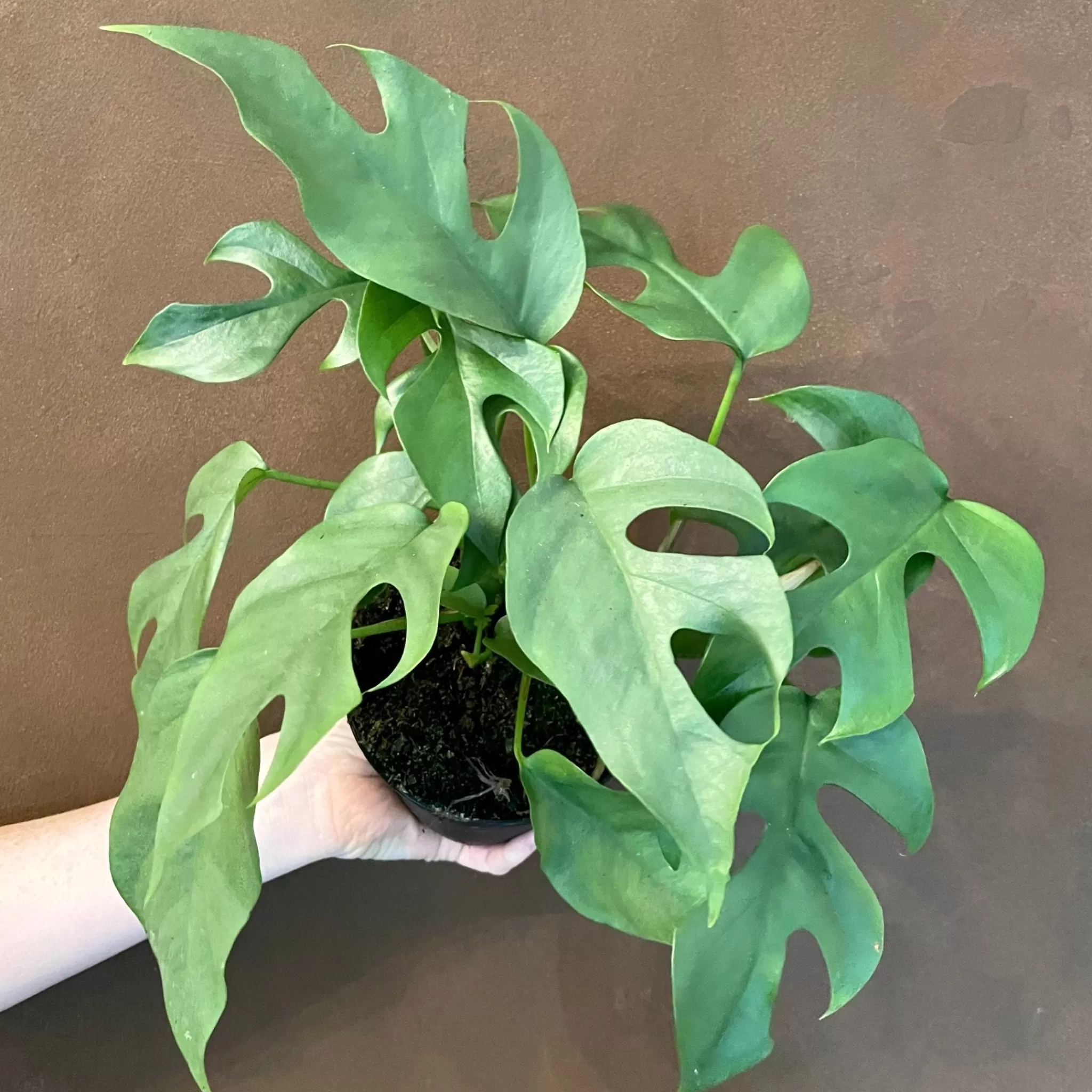 grow urban Rhaphidophora Tetrasperma (13cm Pot)- Monstera